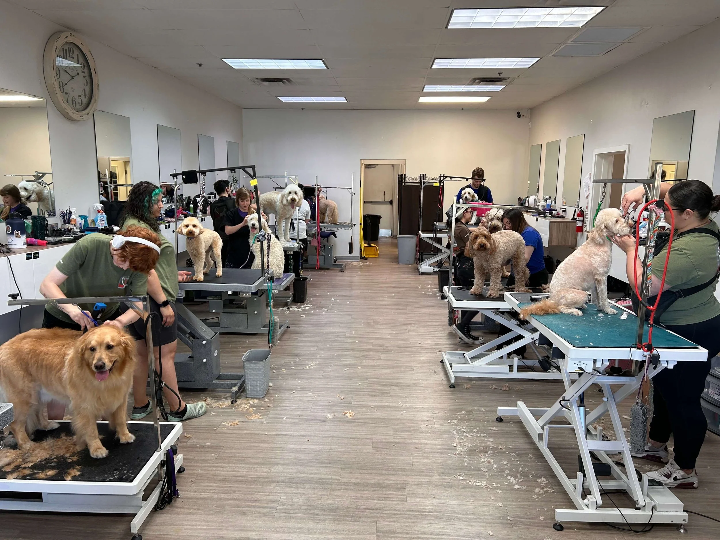 Thumbnail for Effective Leadership For Pet Grooming Team