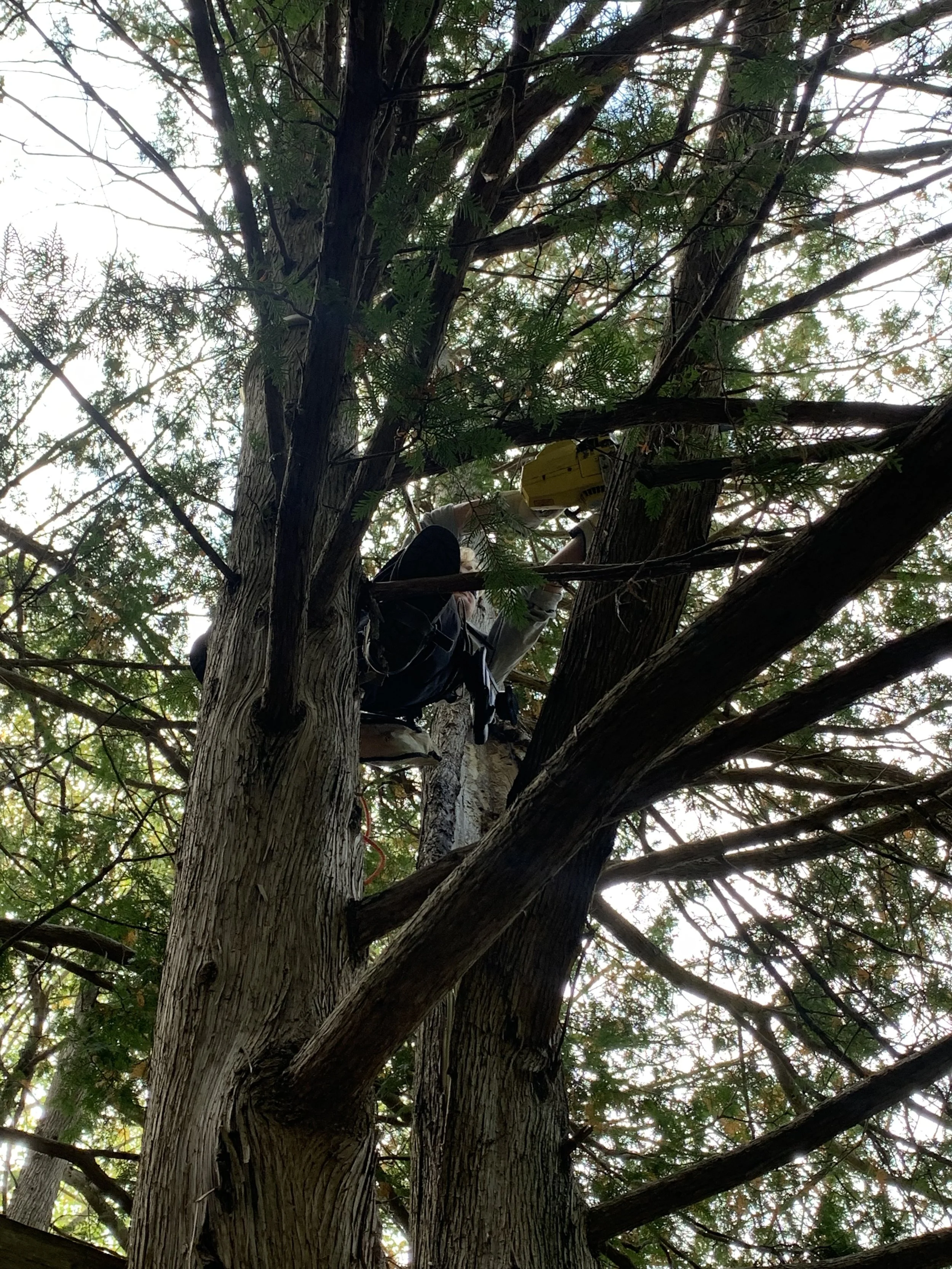 Cost To Remove A Tree In Peterborough Classic Standard Tree Service Cost to remove a tree in peterborough classic standard tree service