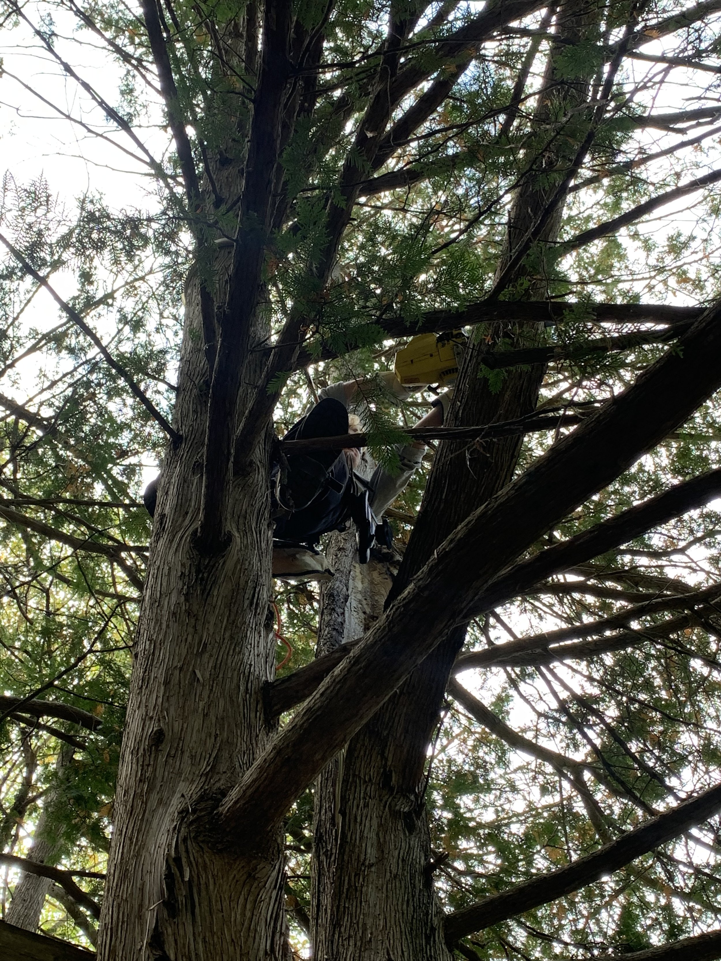 Cost to remove a tree in peterborough classic standard tree service