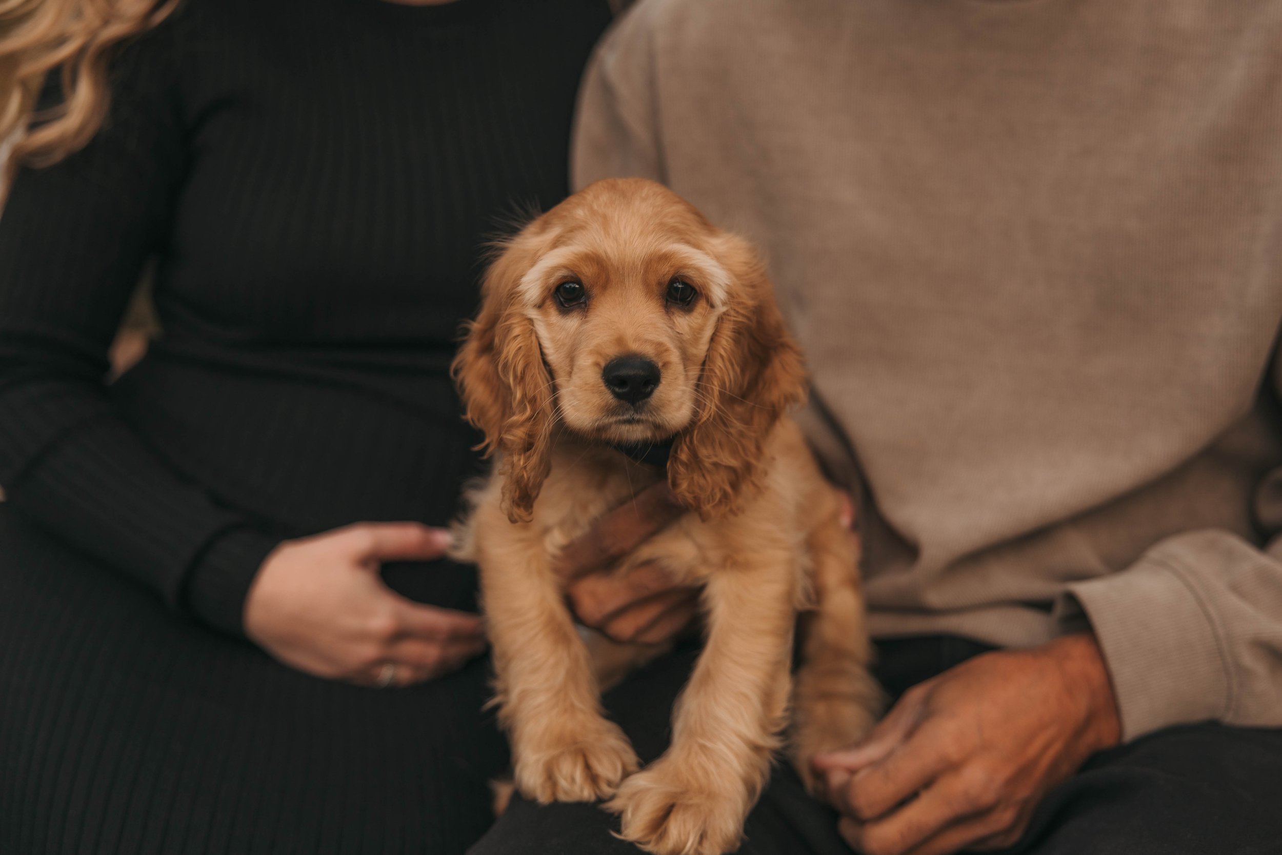 chien famille