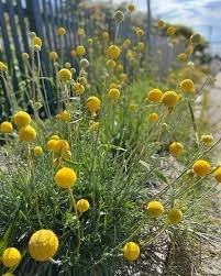 Billy Buttons.jpeg