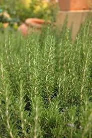 rosemary.jpeg