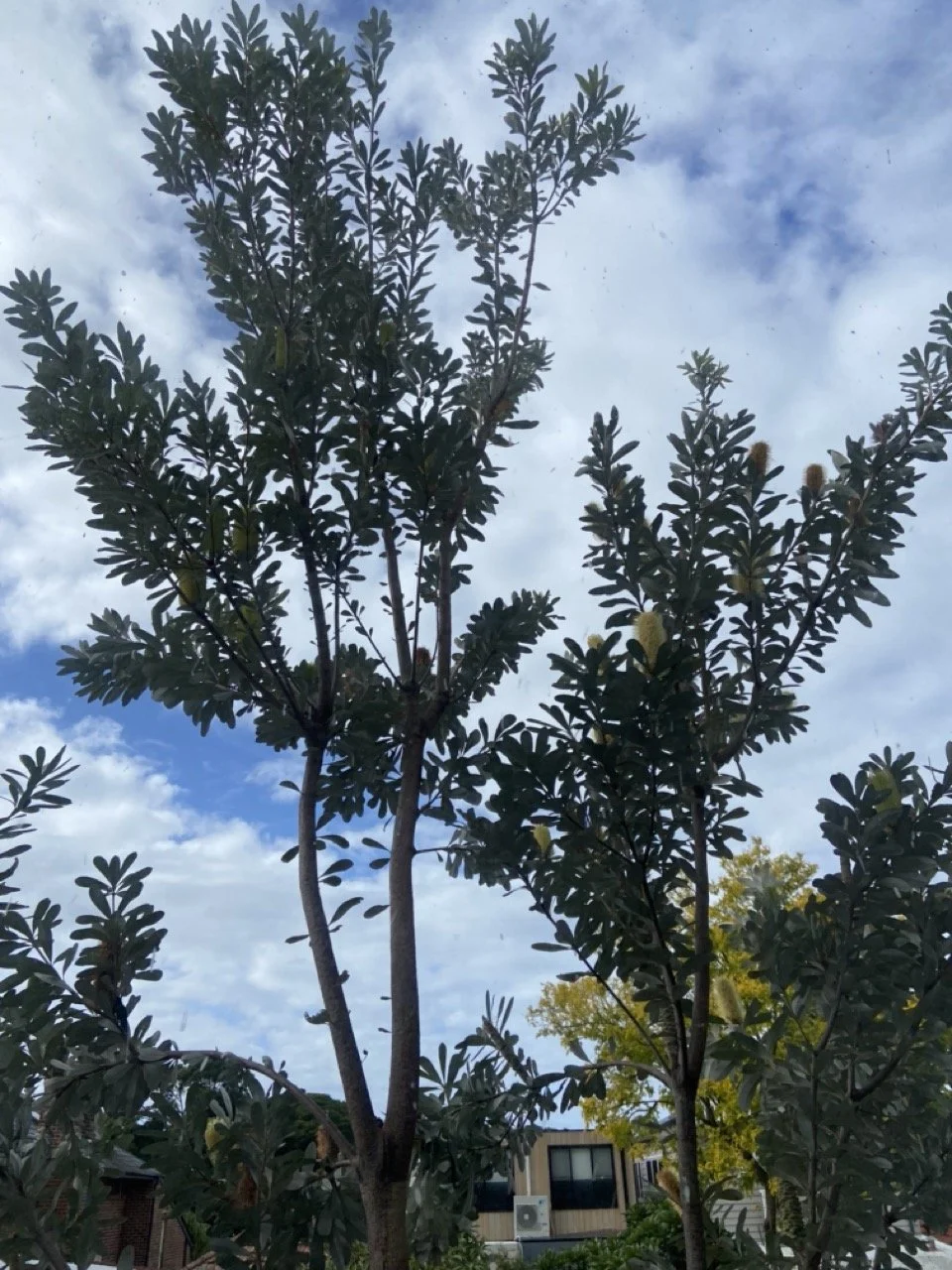 Banksia Integ.jpeg