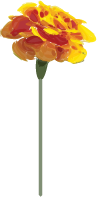 A yellow and red sunflower with a green stem.