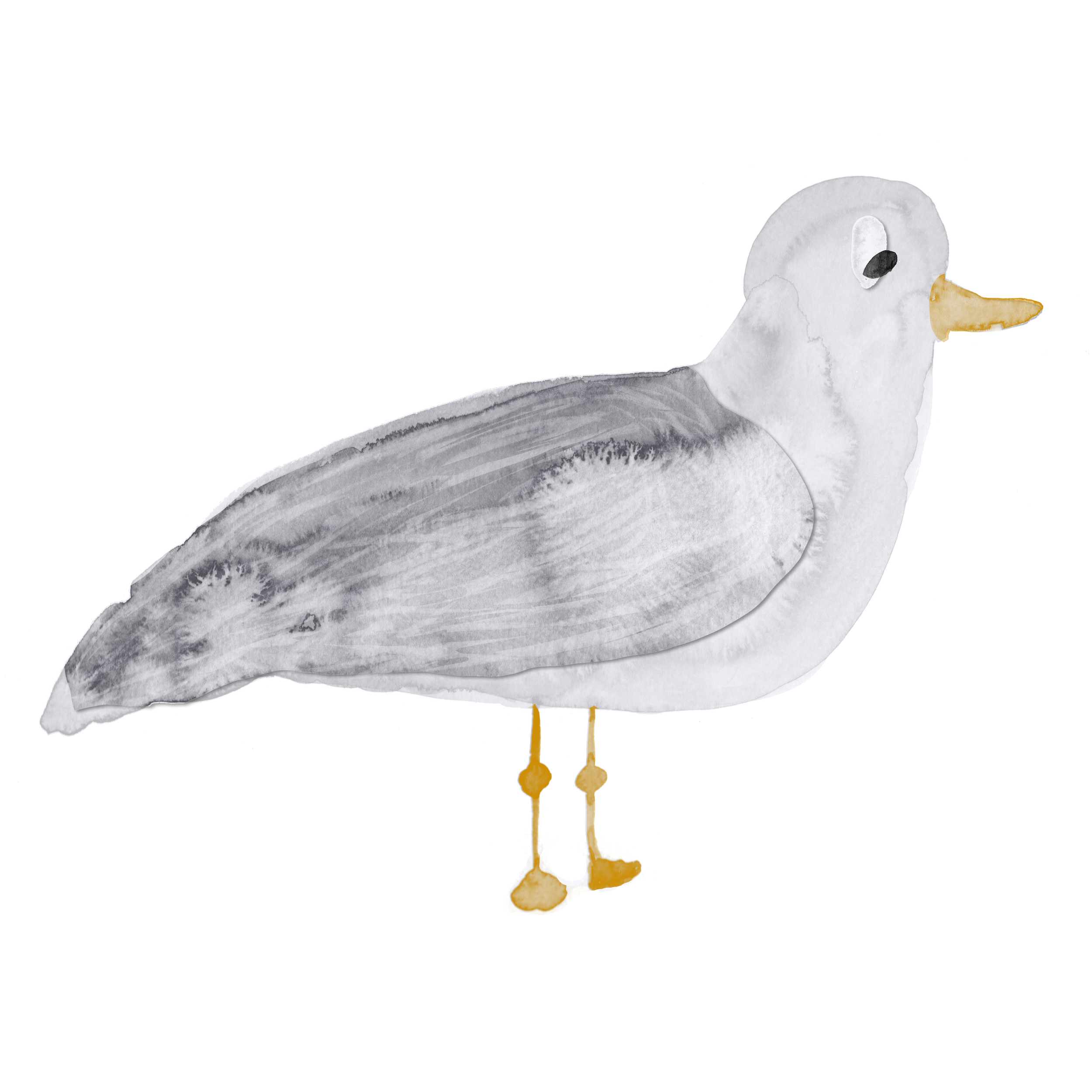 Curious Seagull