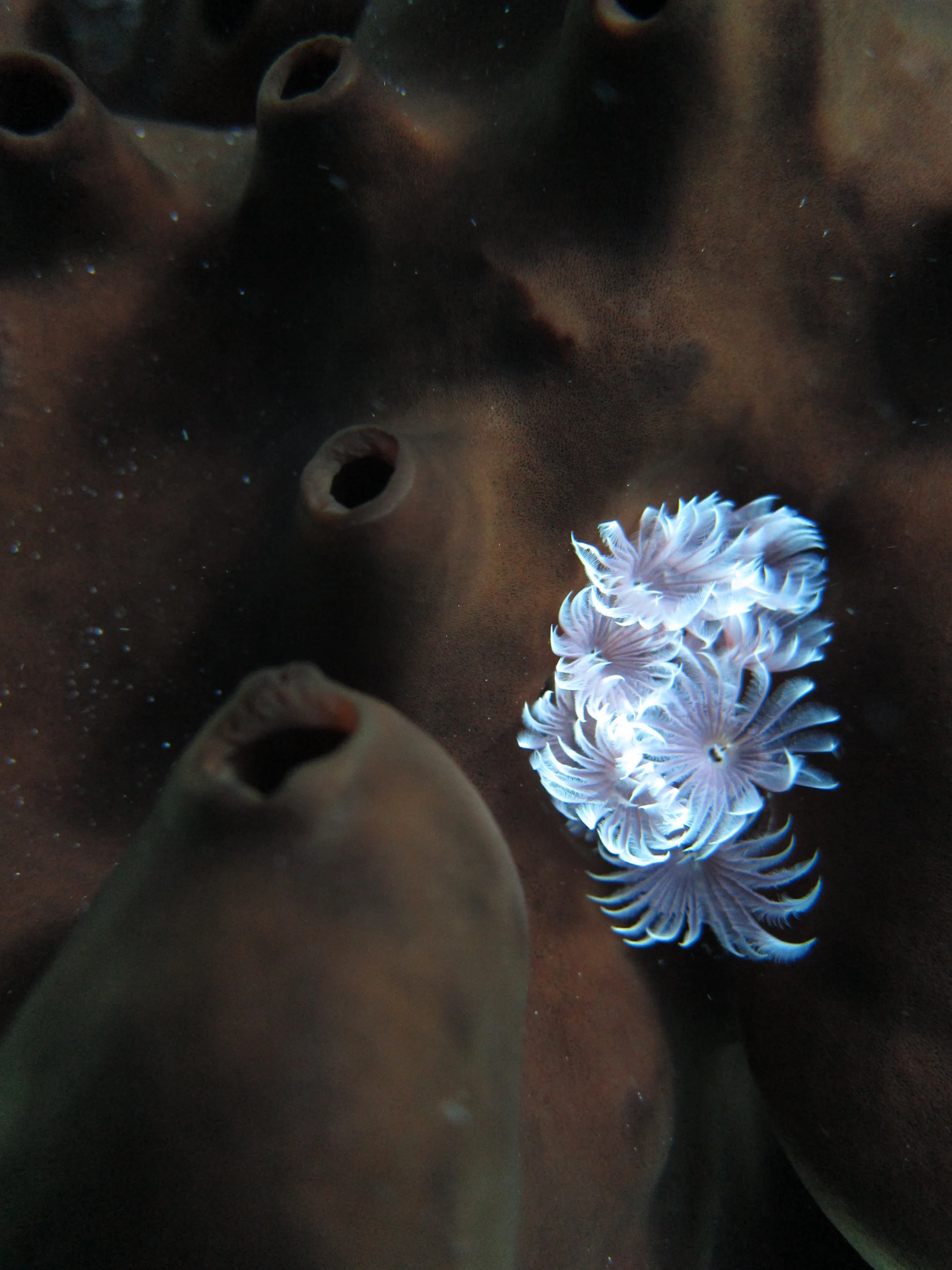 IMG_0657-sea fan.jpg