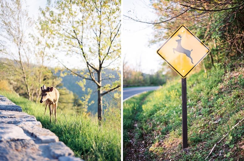 shenandoah_national_park_skyline_drive_002.jpeg