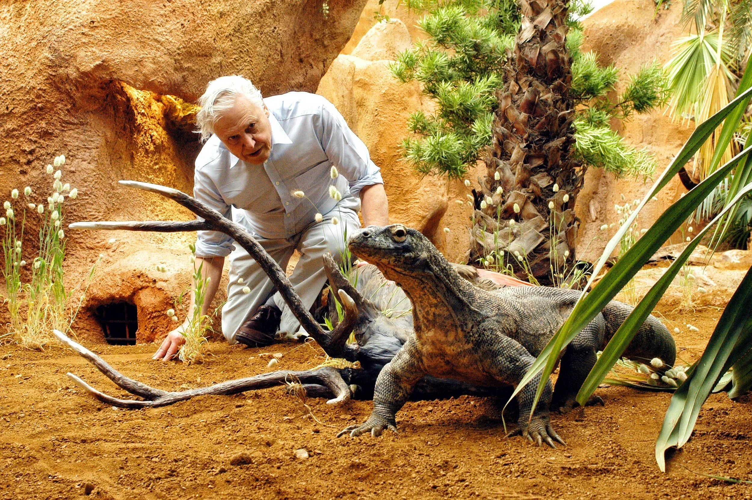 David Attenborough & Komodo Dragon, ZSL/London Zoo