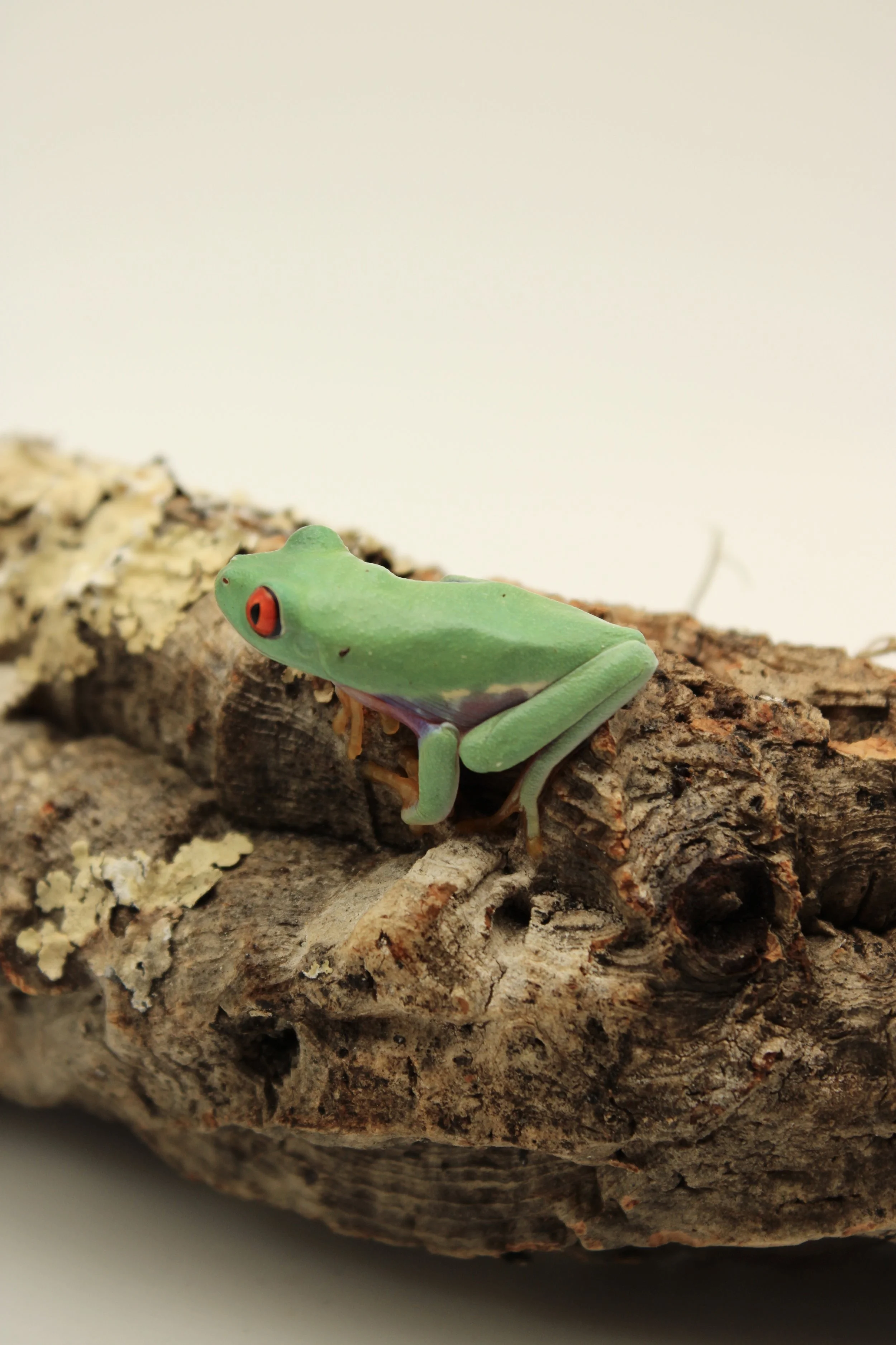 Red Eye Tree Frog (CB)