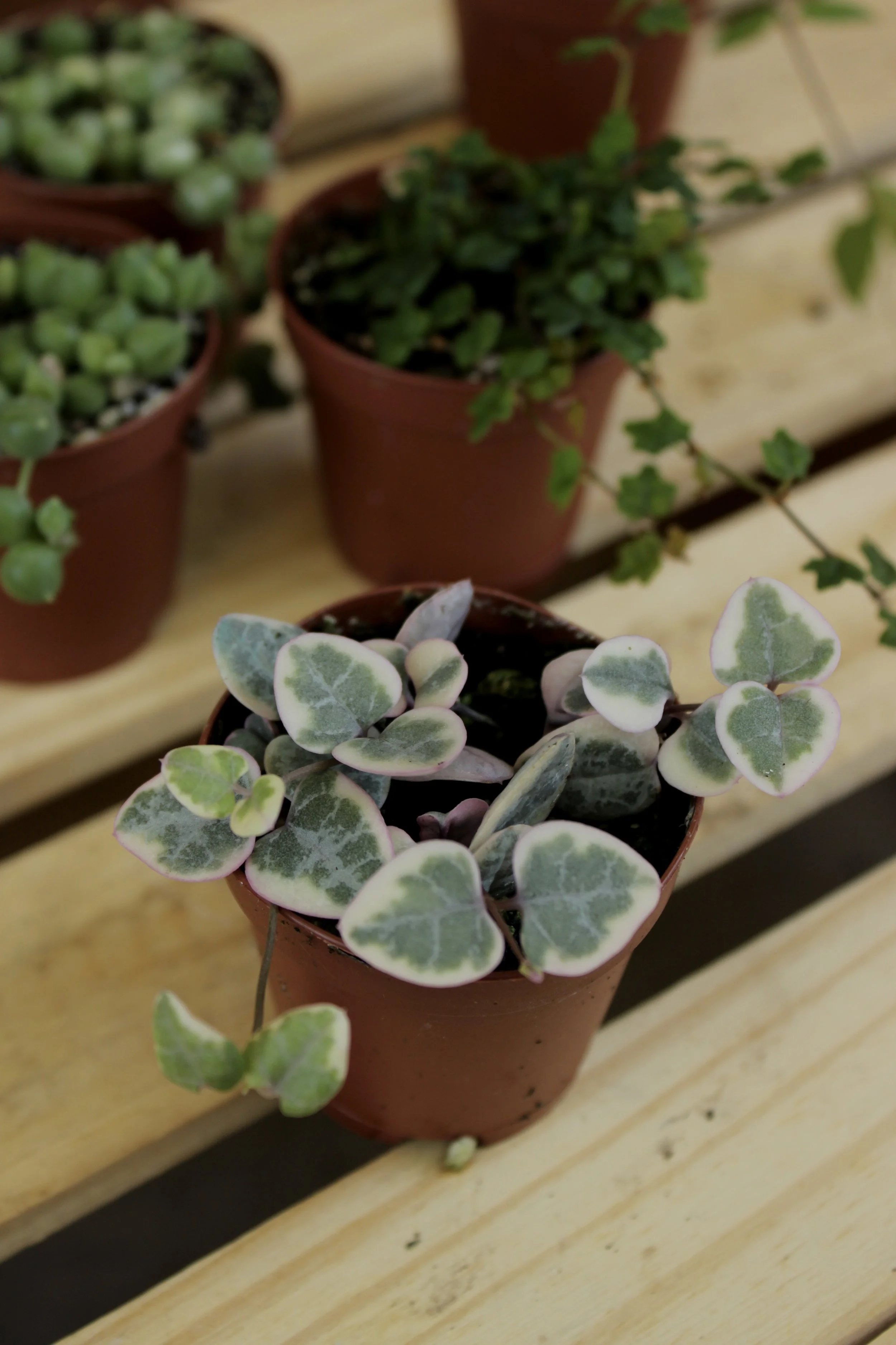 2" Individual String of Things