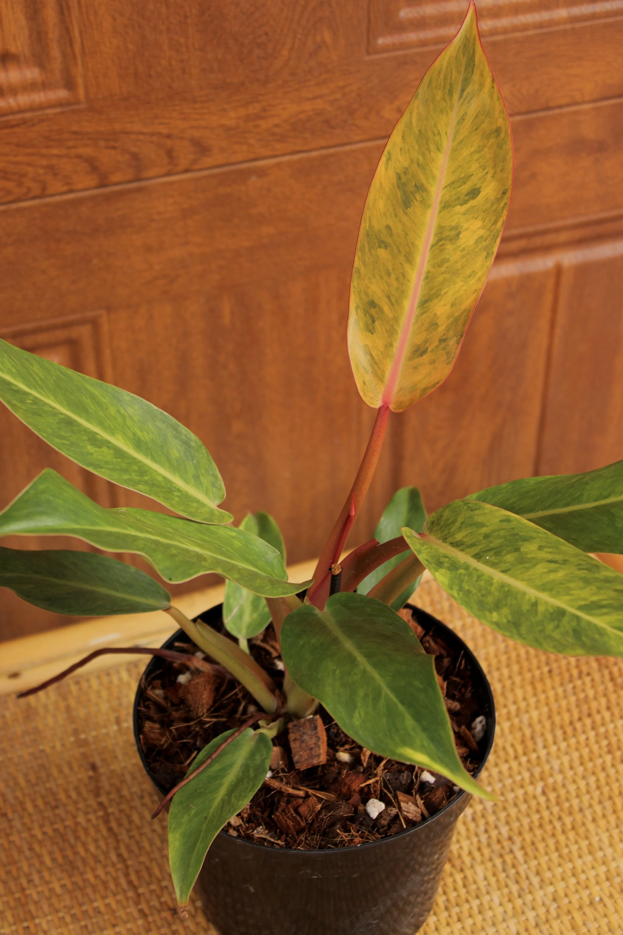 Philodendron Orange Marmalade