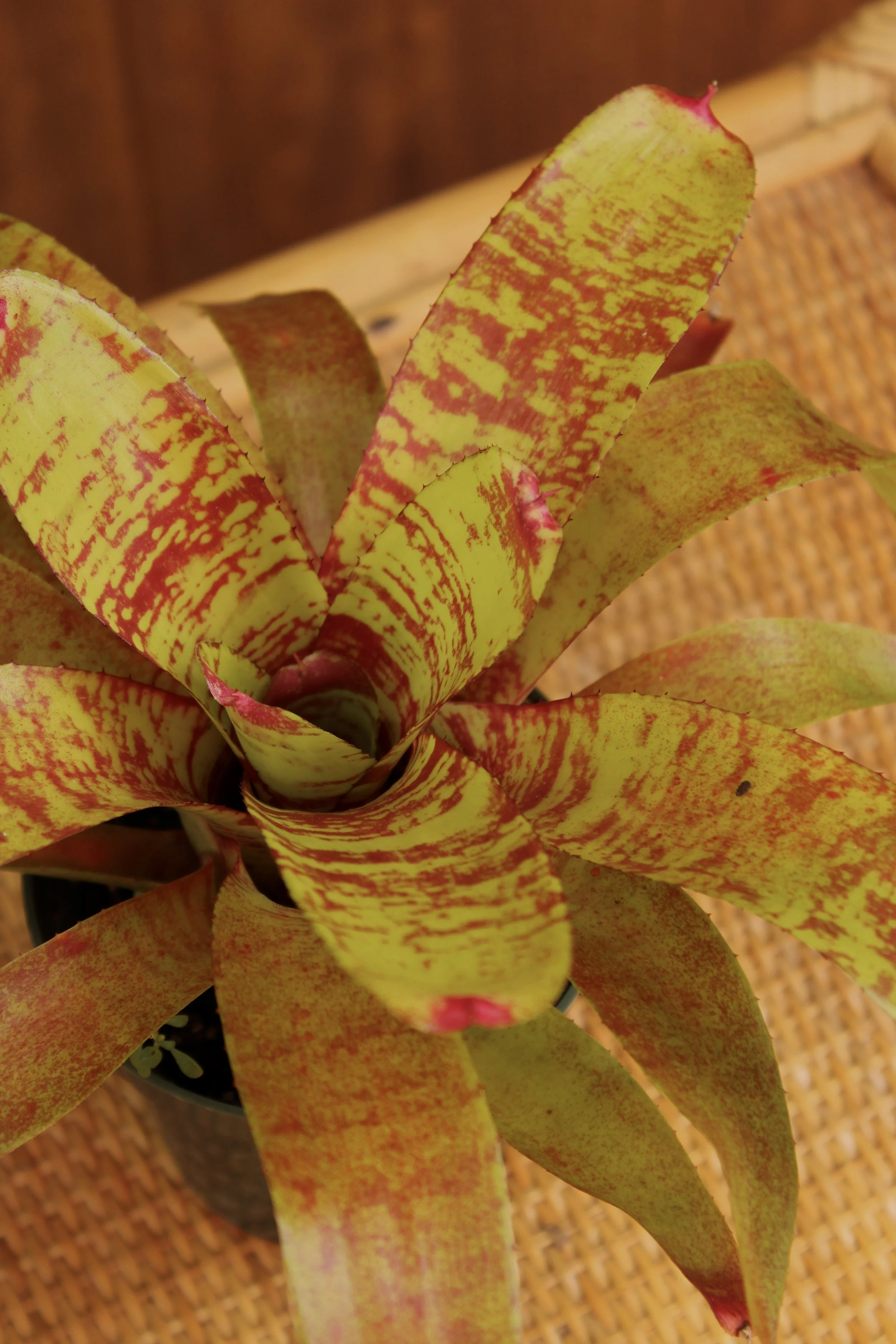 Neoregelia 'Fishnet'