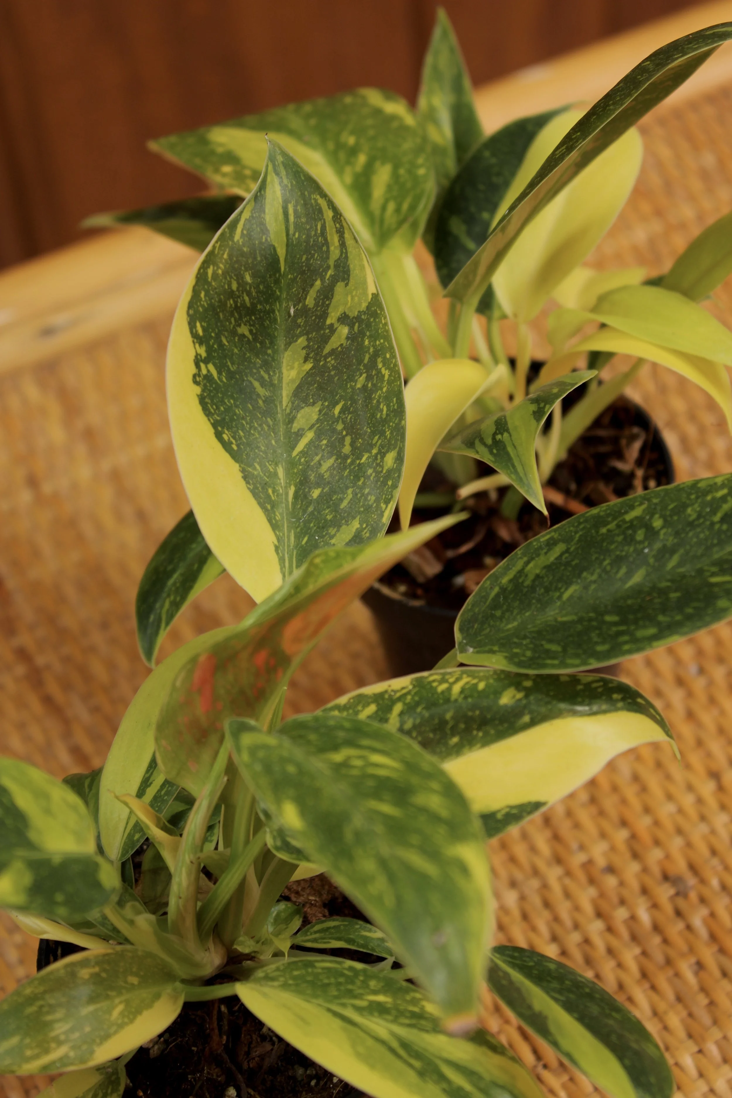 Philodendron 'Green Congo'