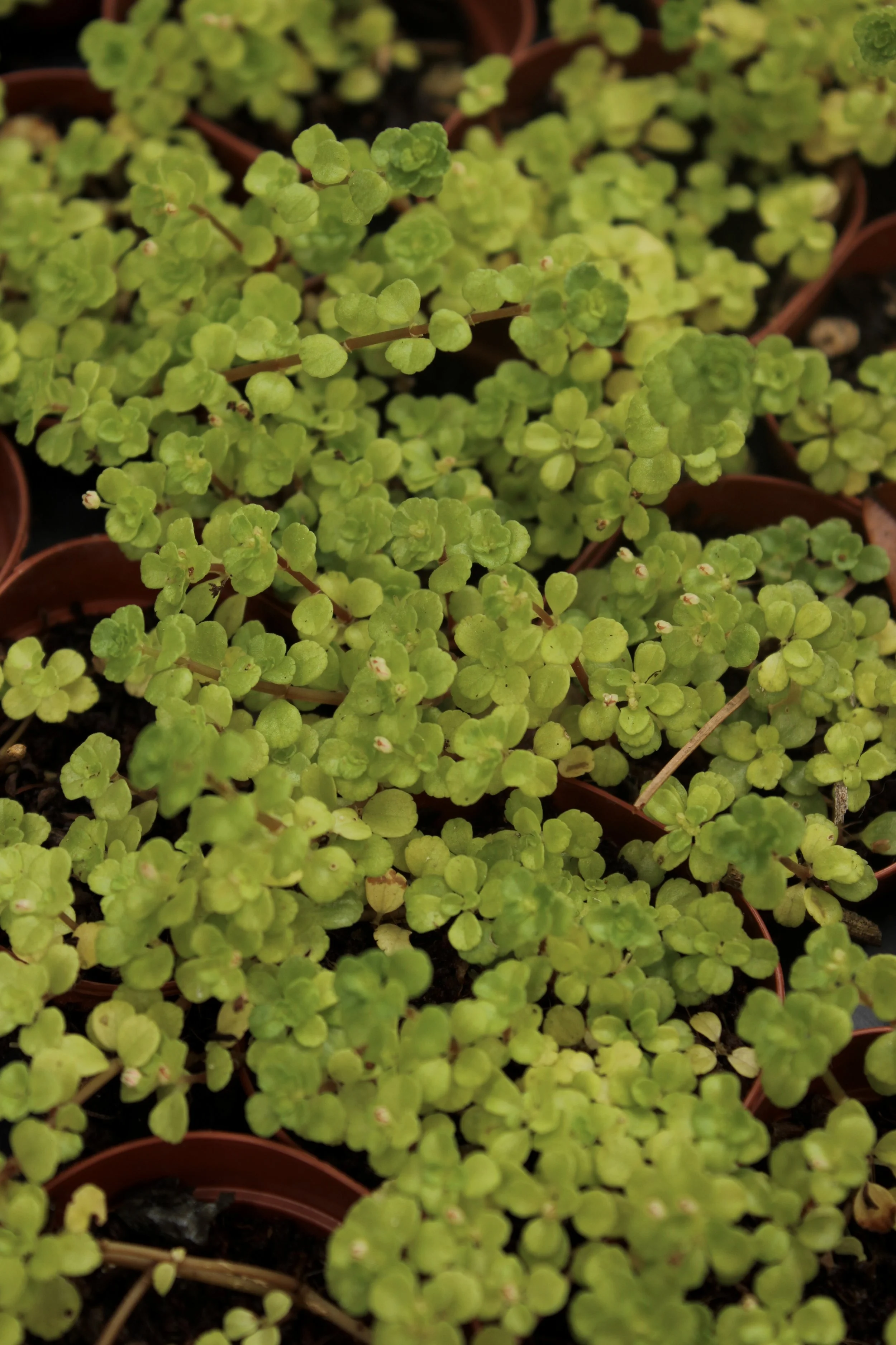 2" Individual Baby Tears