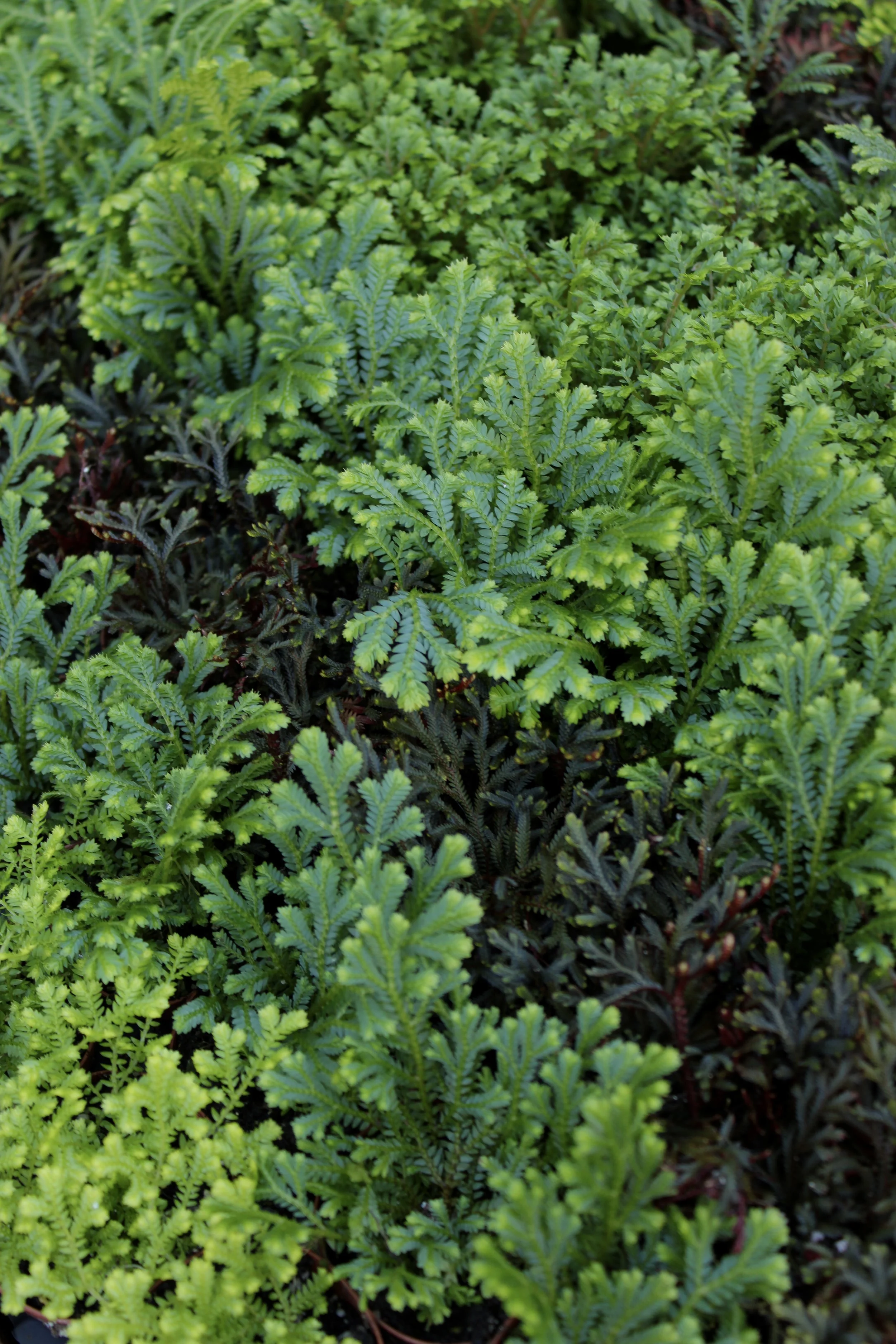 2" Spike Moss Bundle