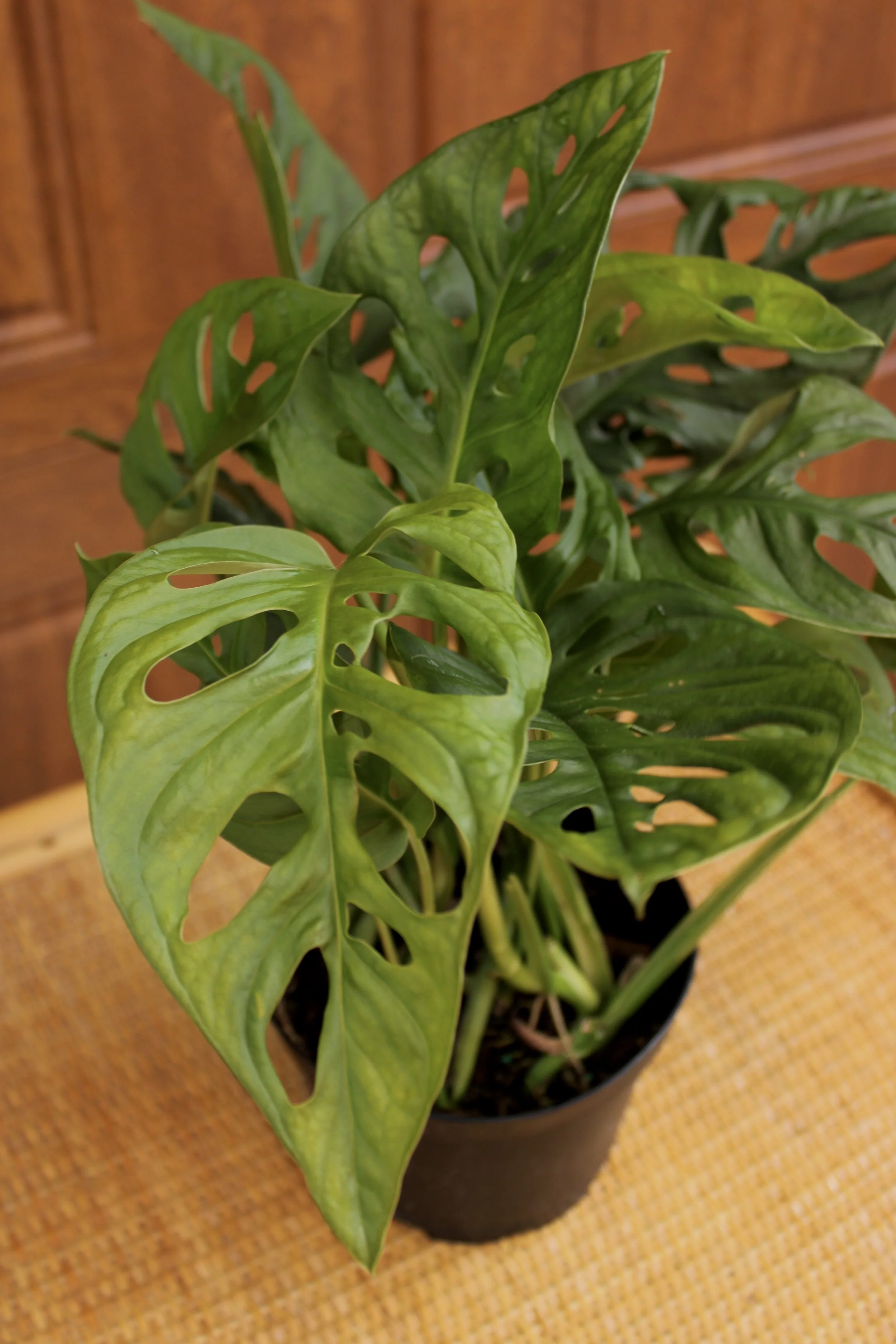 Monstera Adansonii 'Swiss Cheese'