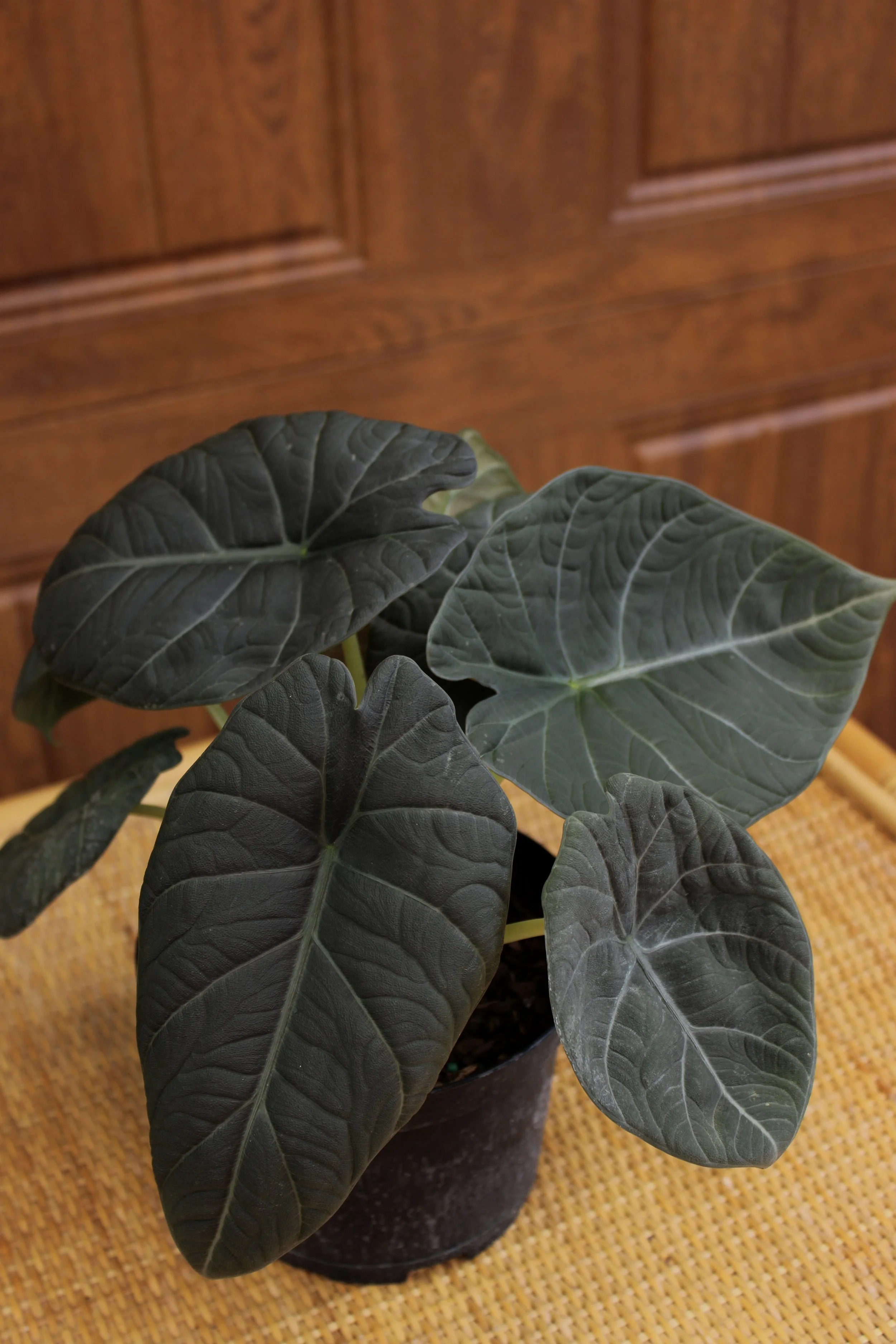 Alocasia Maharani