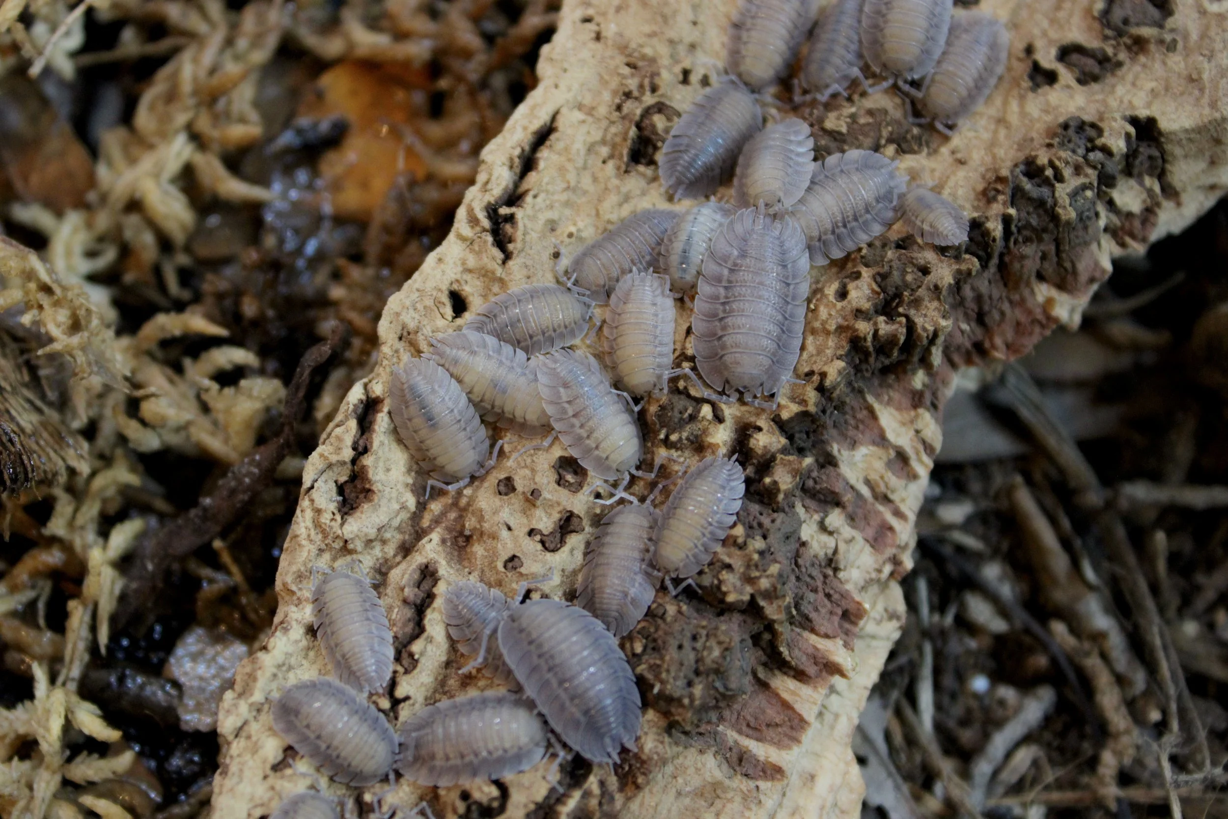 Porcellio Spatulatus