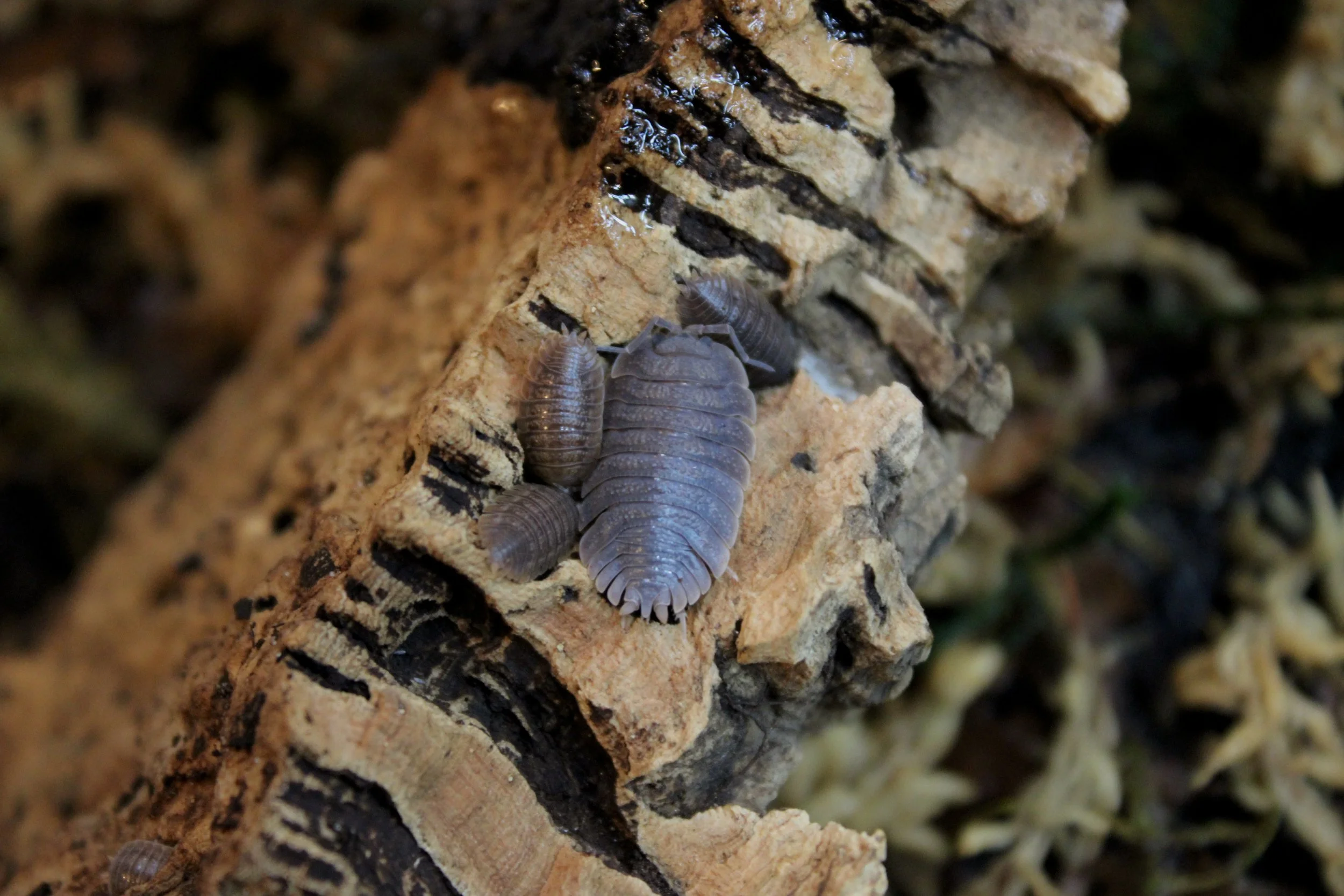 Porcellio Duatatus 'Giant Canyon'