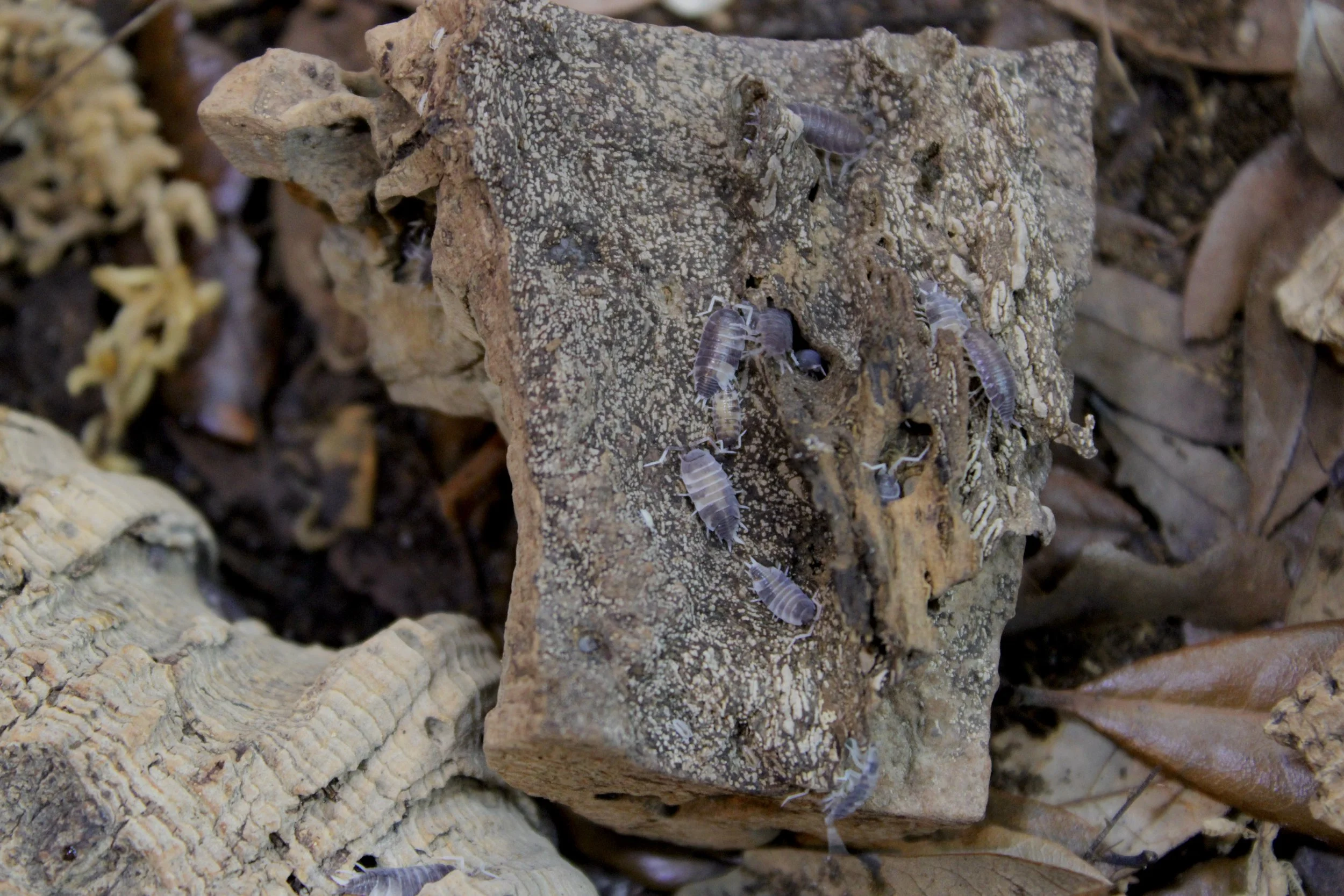 Porcellionides Pruinosus 'Oreo Crumble'