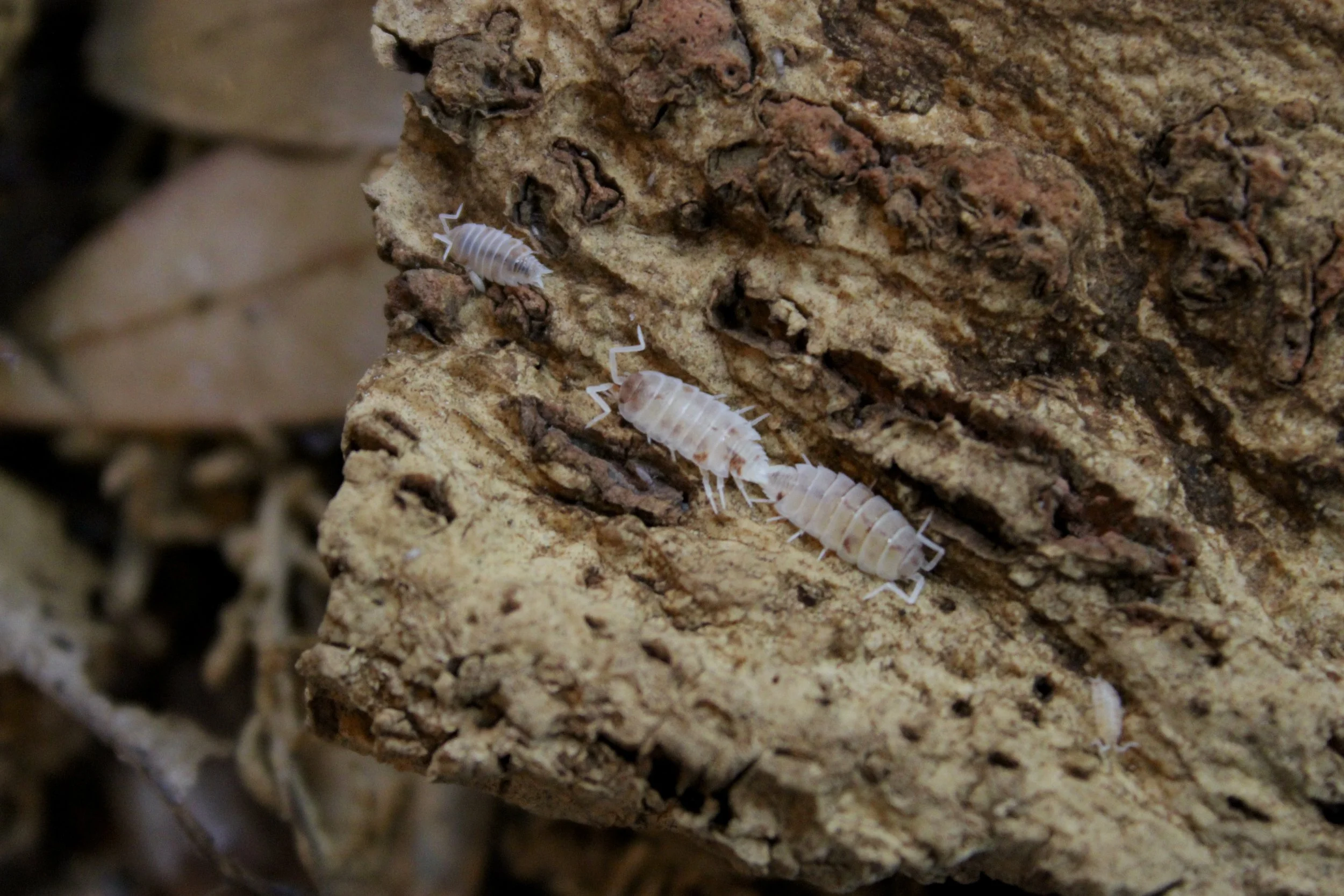 Porcellionides Pruinosus 'Orange Cream'