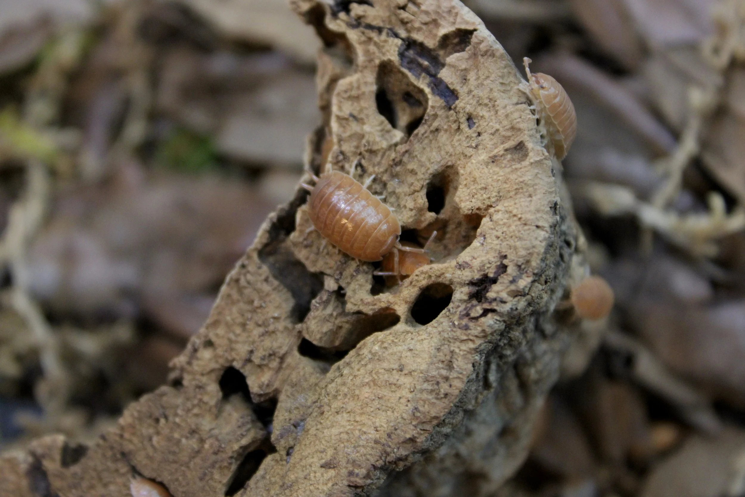 Porcellio Scaber 'Giant Orange'