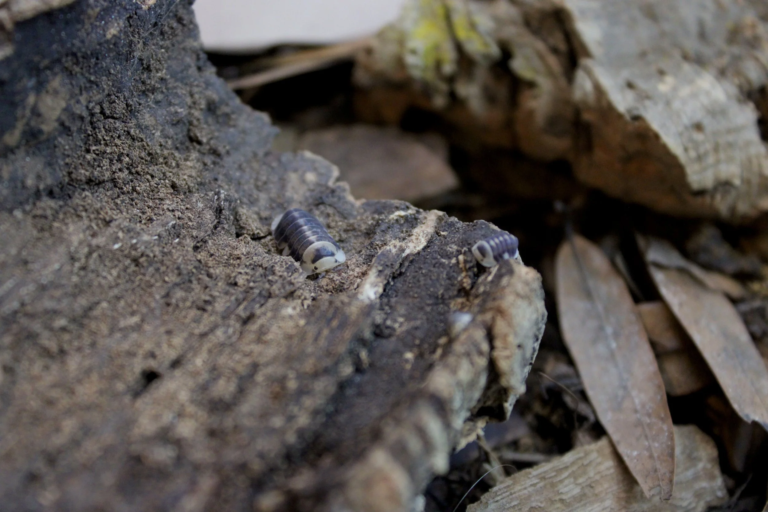 Cubaris 'White Ducky'