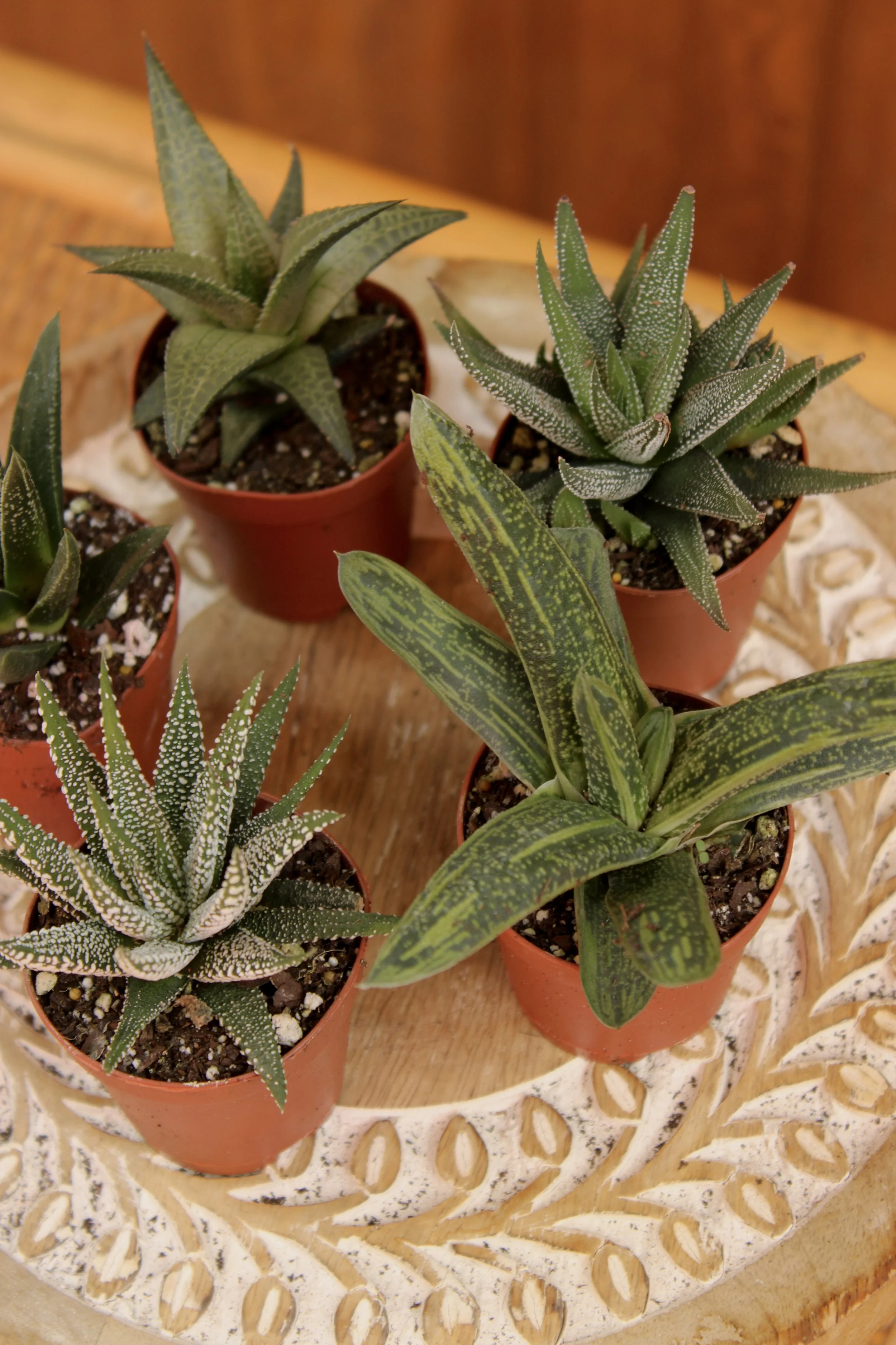 2" Individual Haworthia