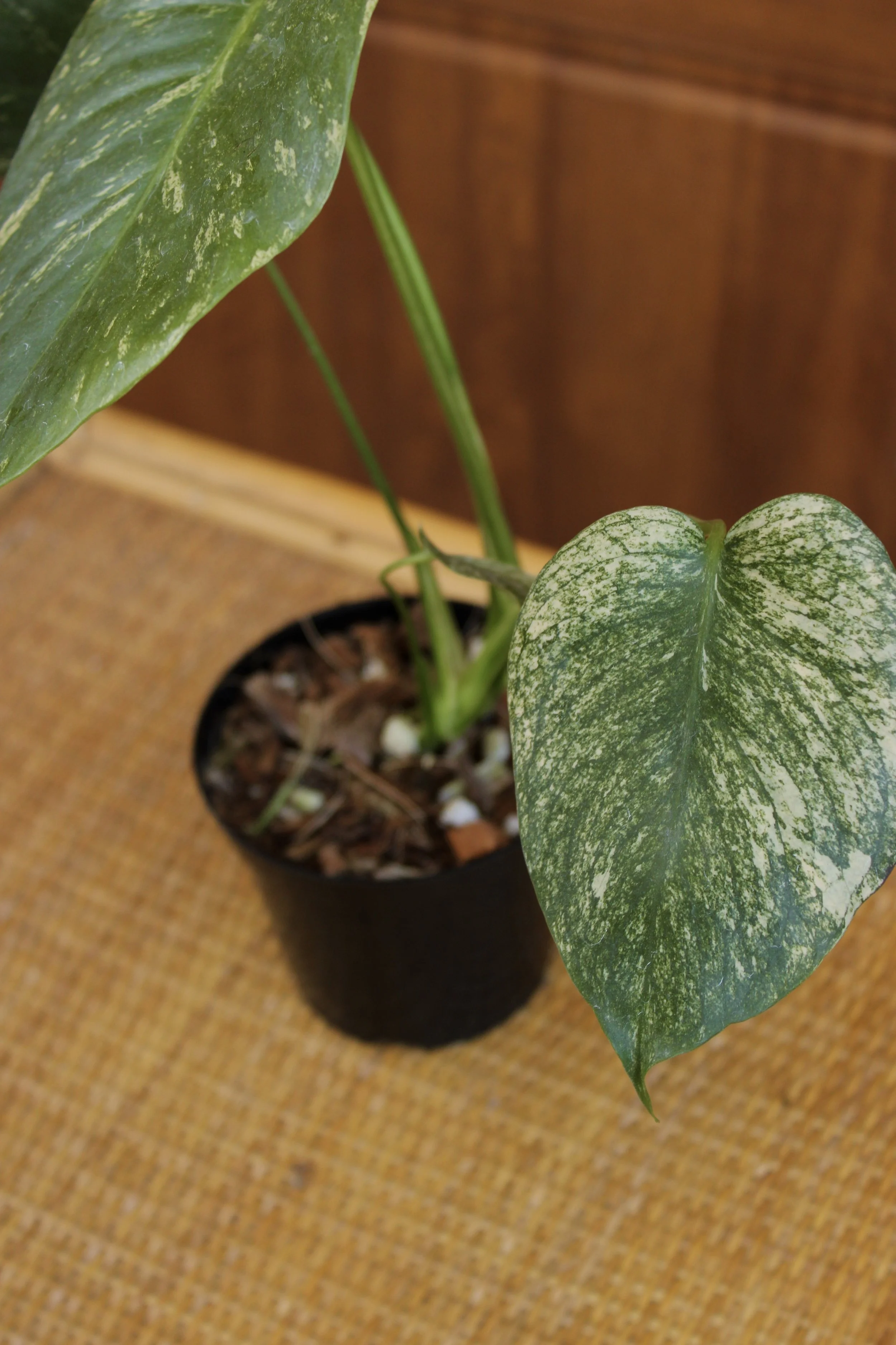 Monstera Mint 'White Monster'