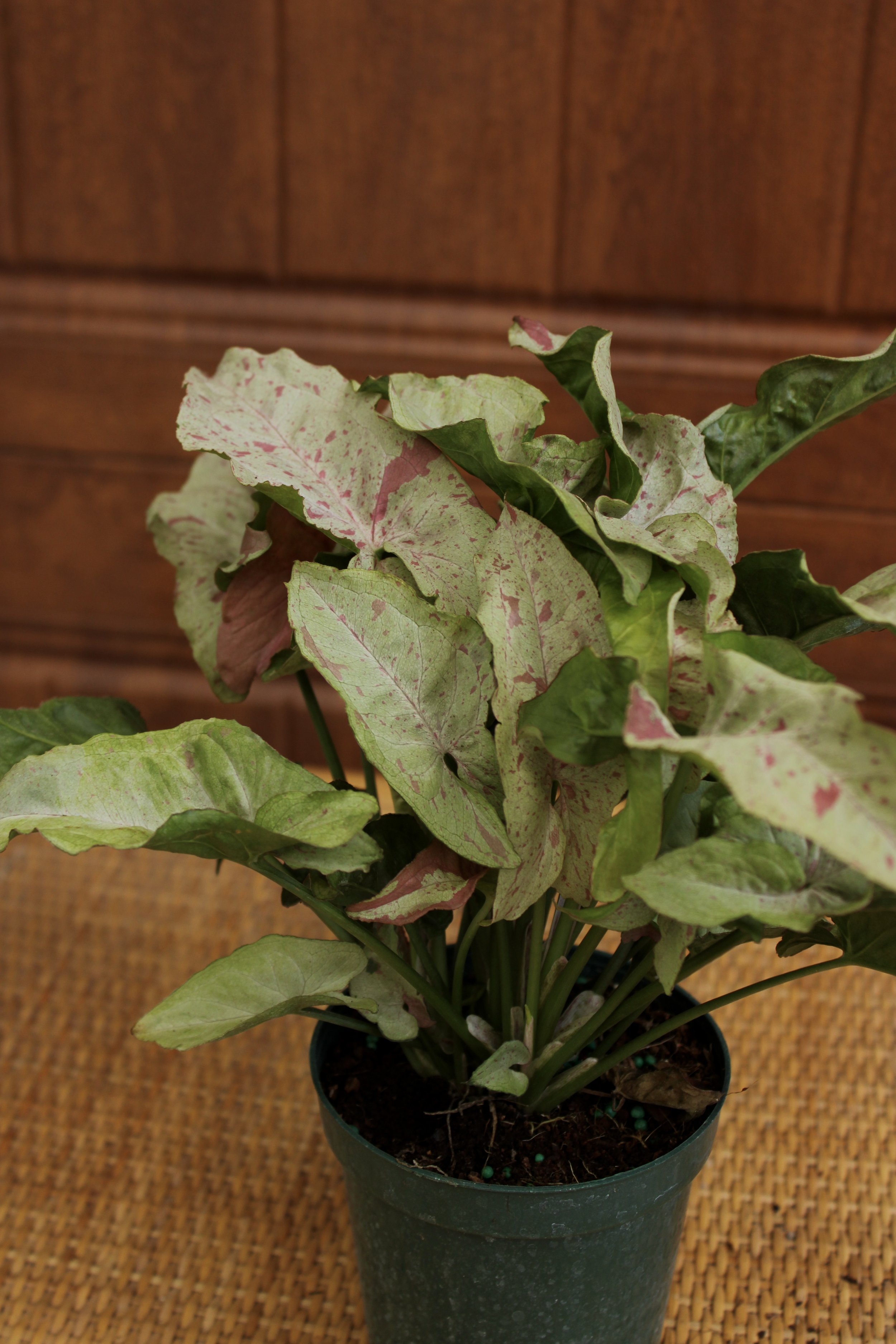 Syngonium Confetti