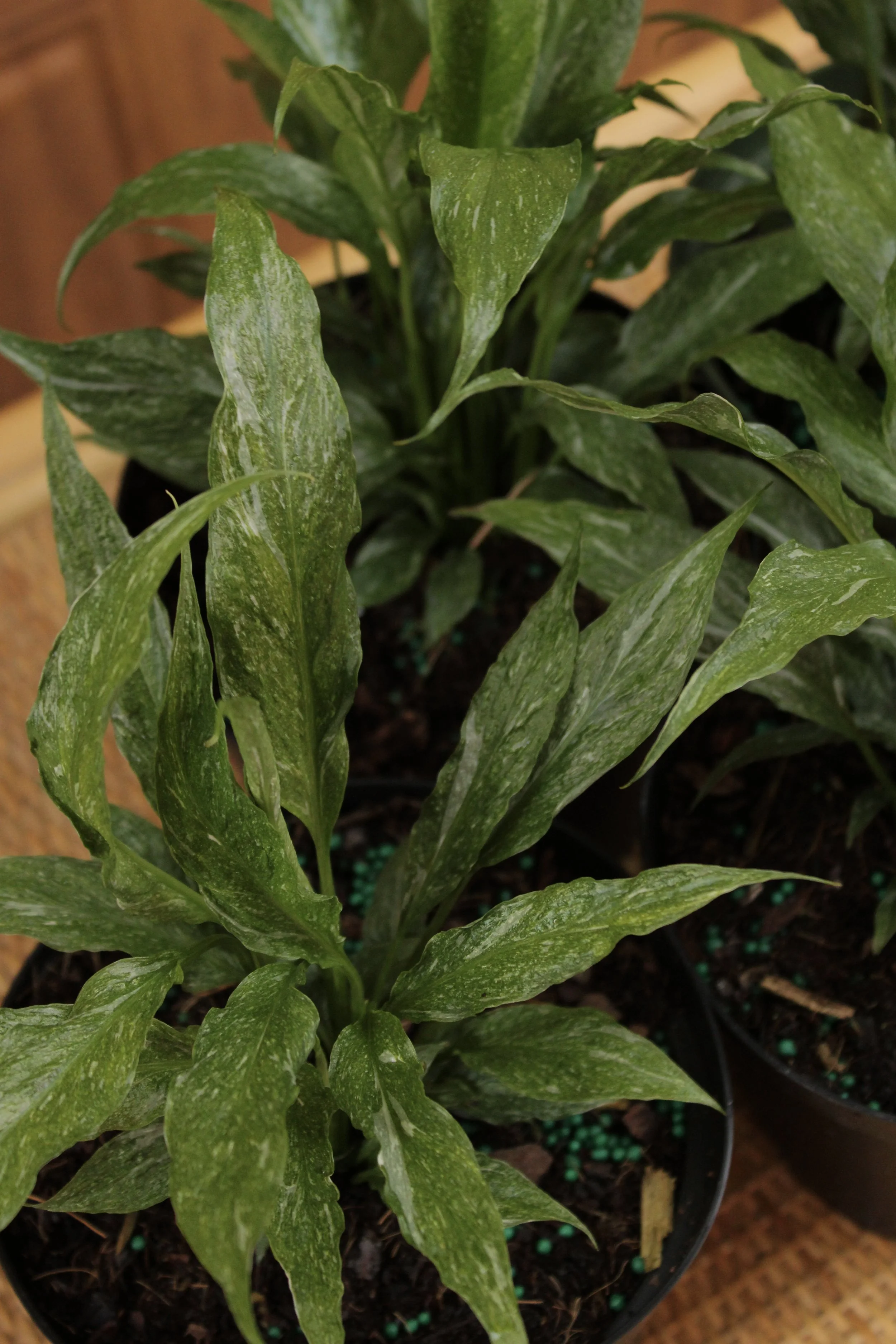 Peace Lilly Variegated