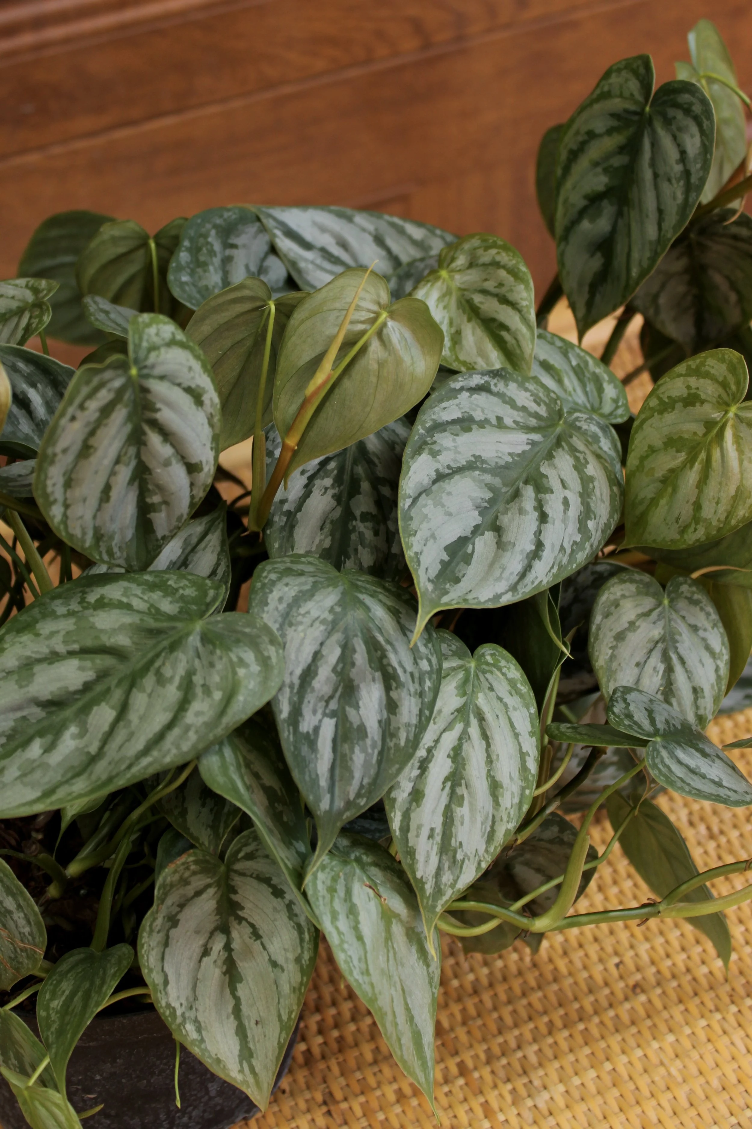 Philodendron Brandi