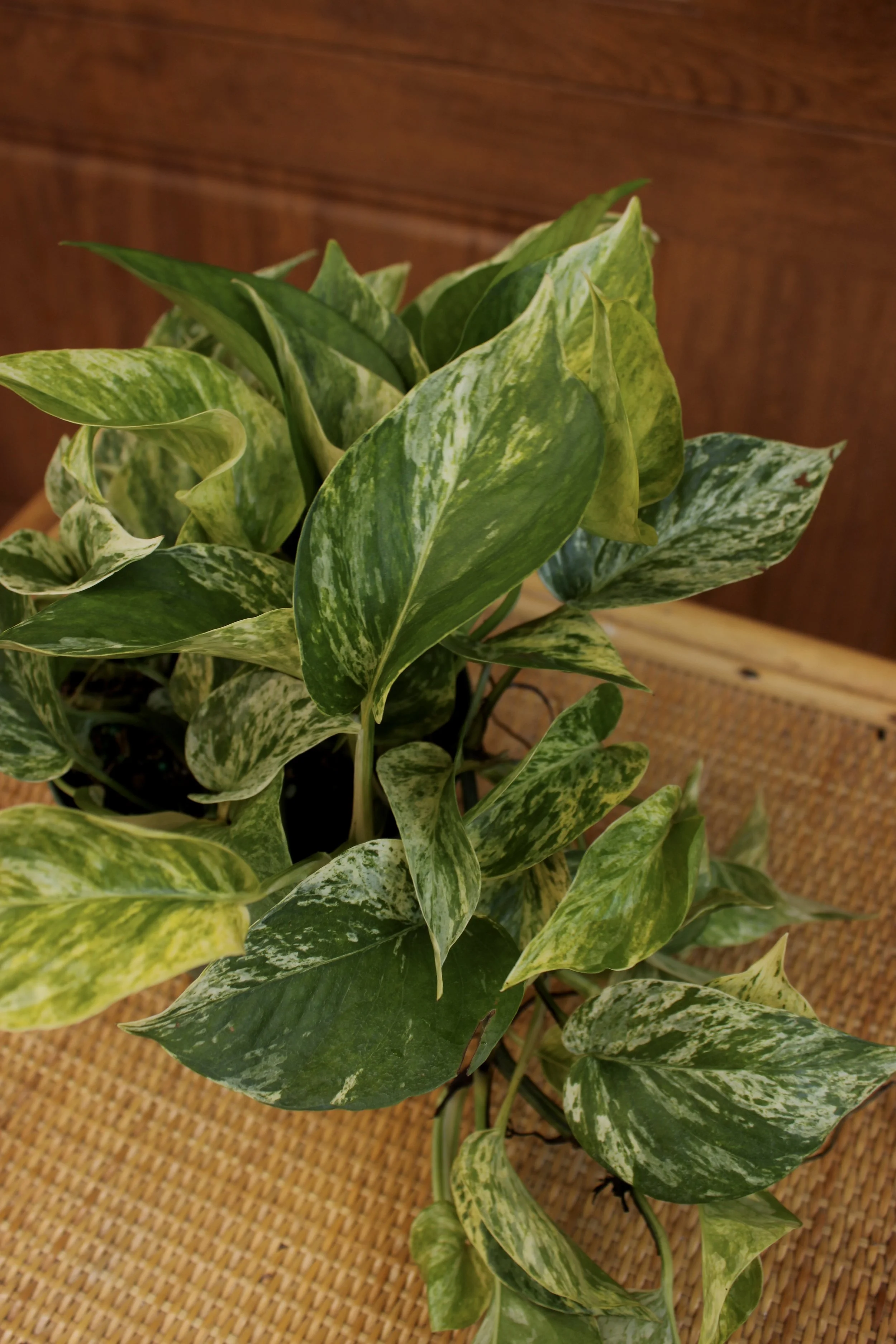Marble Pothos