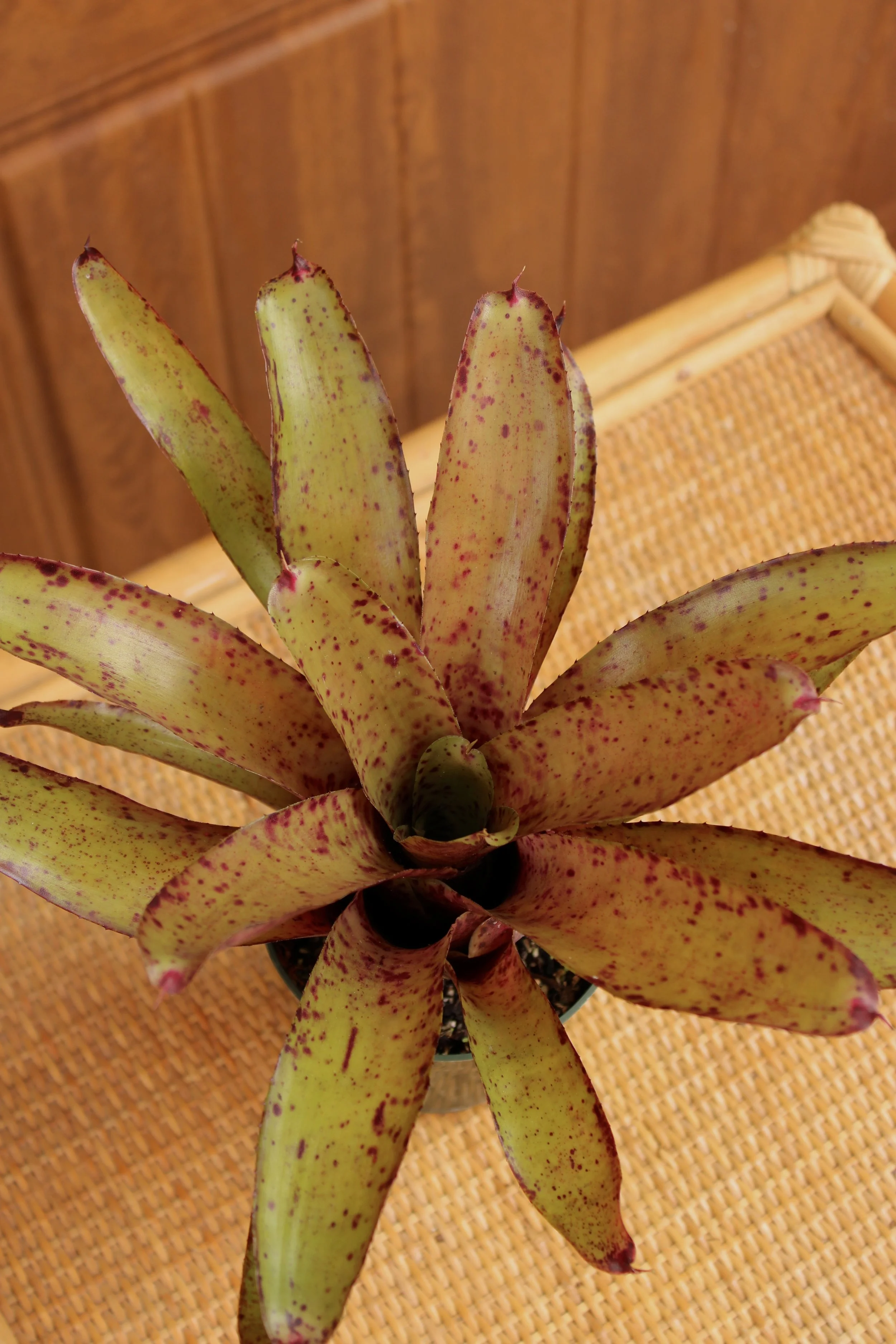 Neoregelia 'Specktickle'