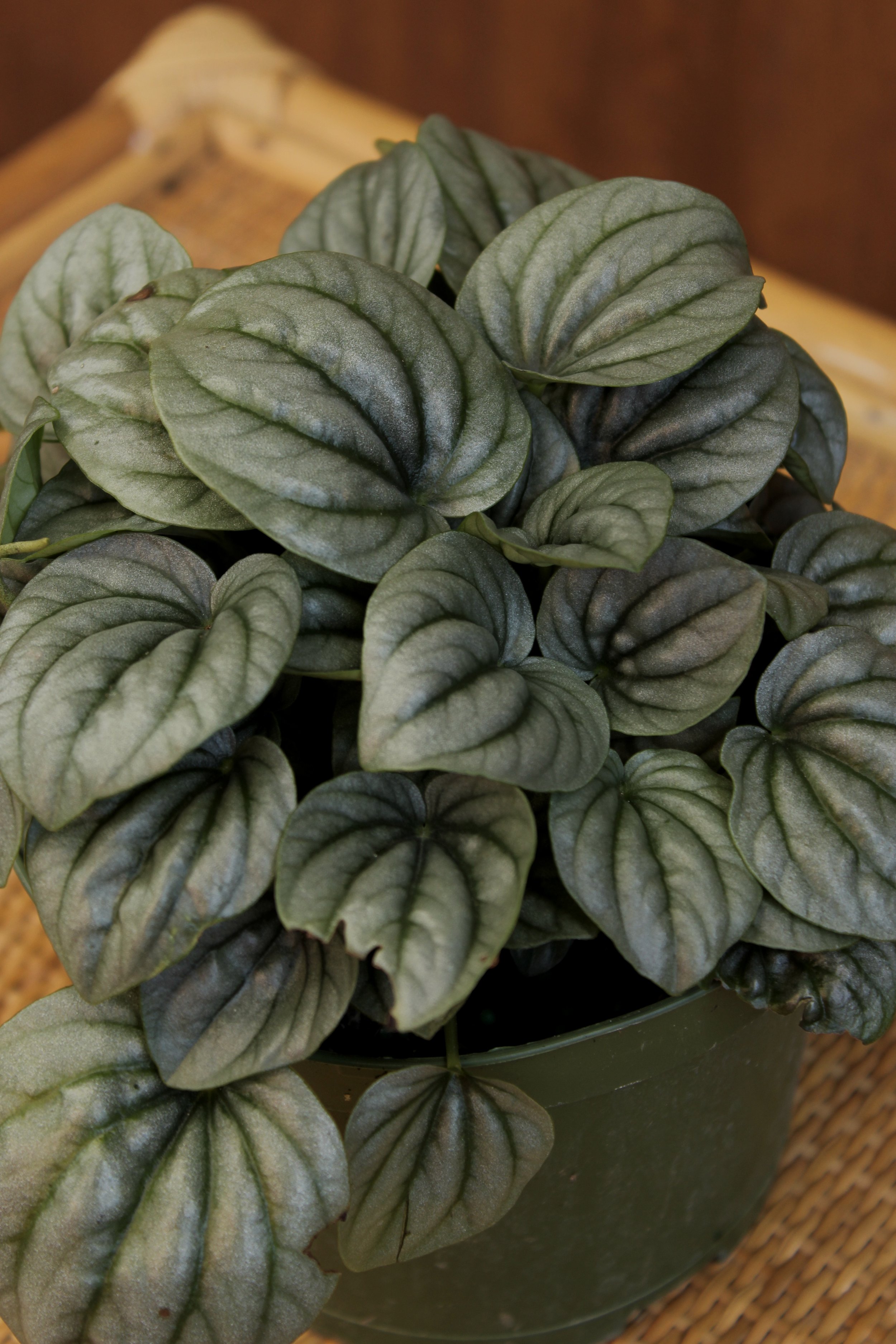 Peperomia 'Frost'