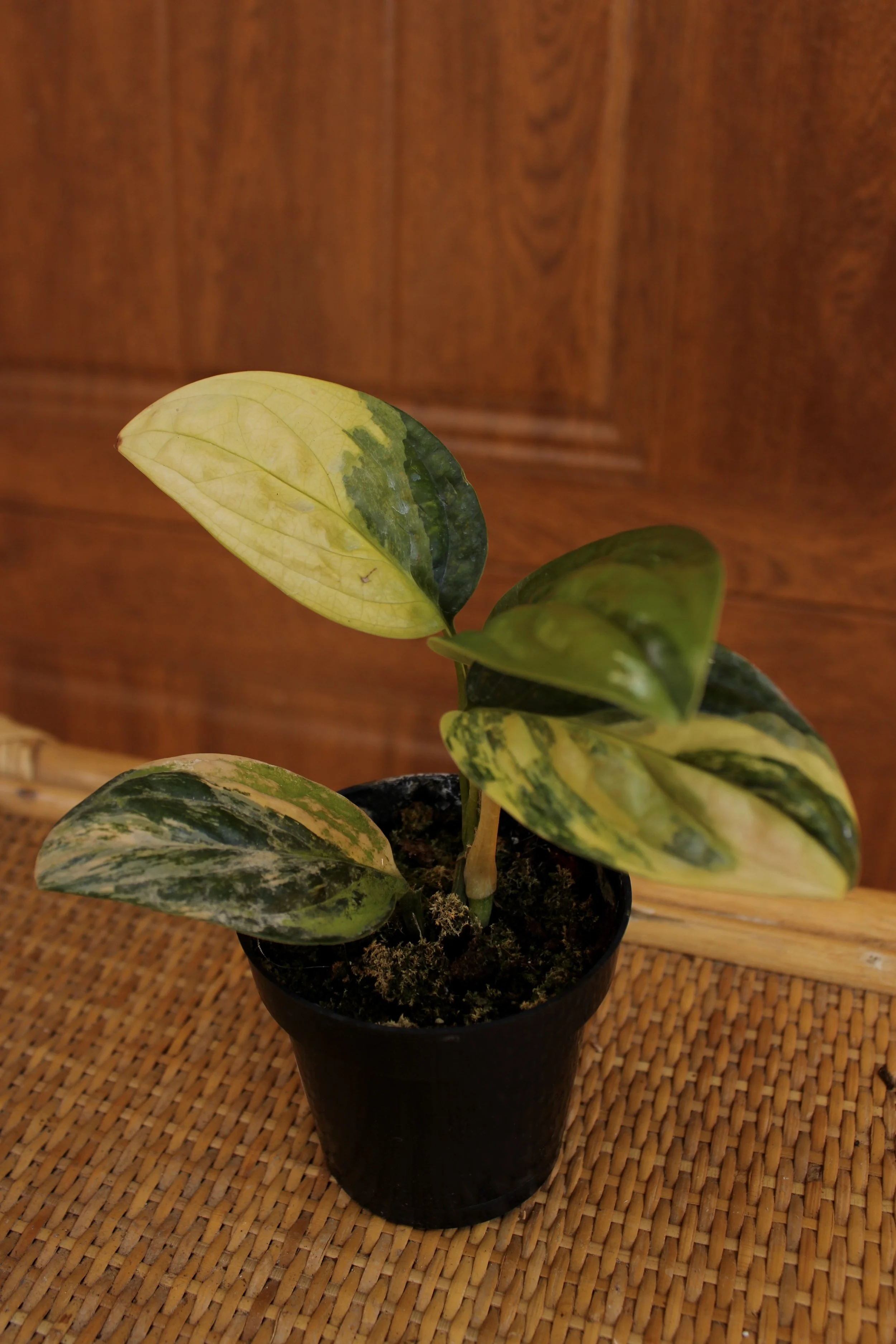 Monstera Peru Variegated