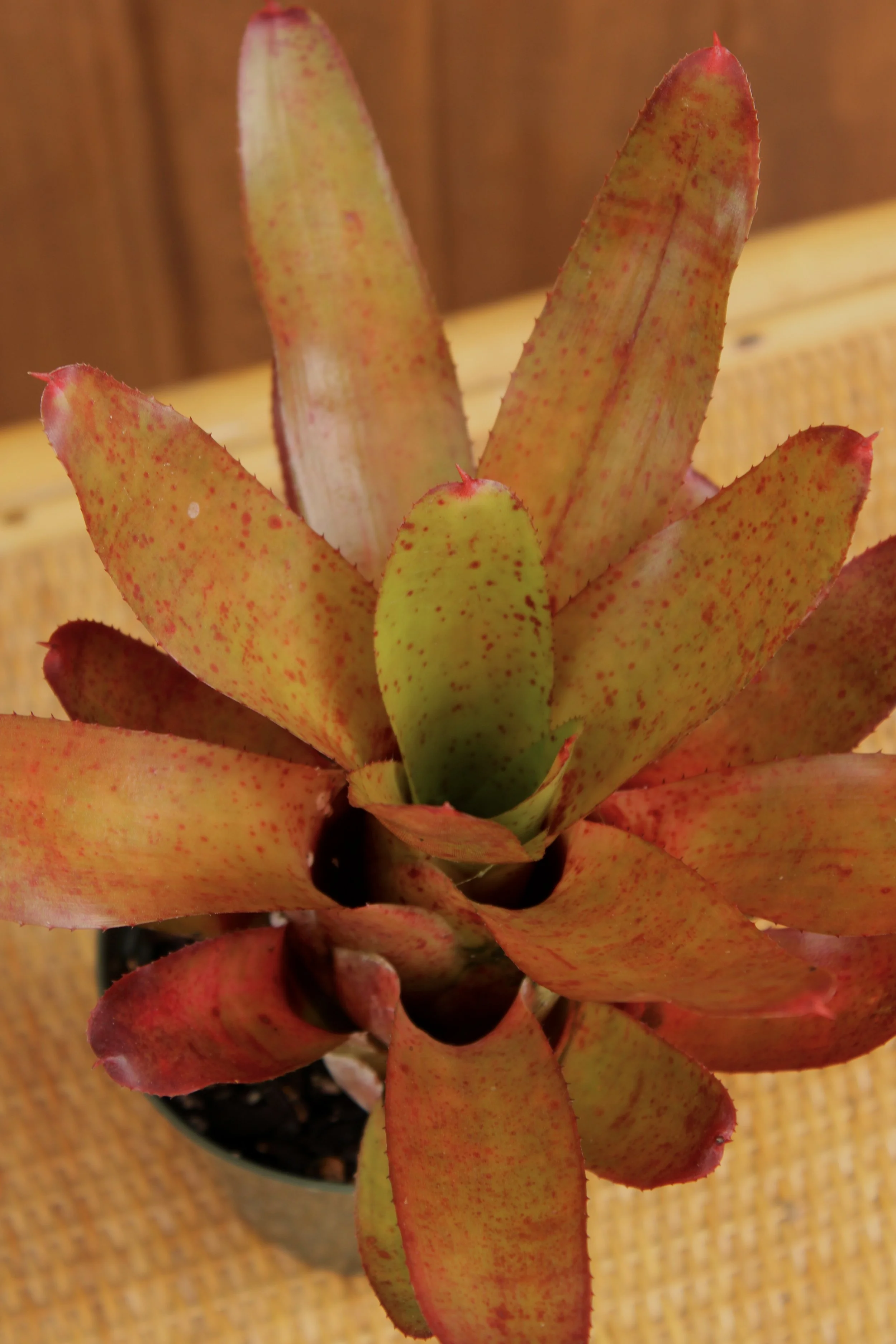 Neoregelia 'Li Hirig'