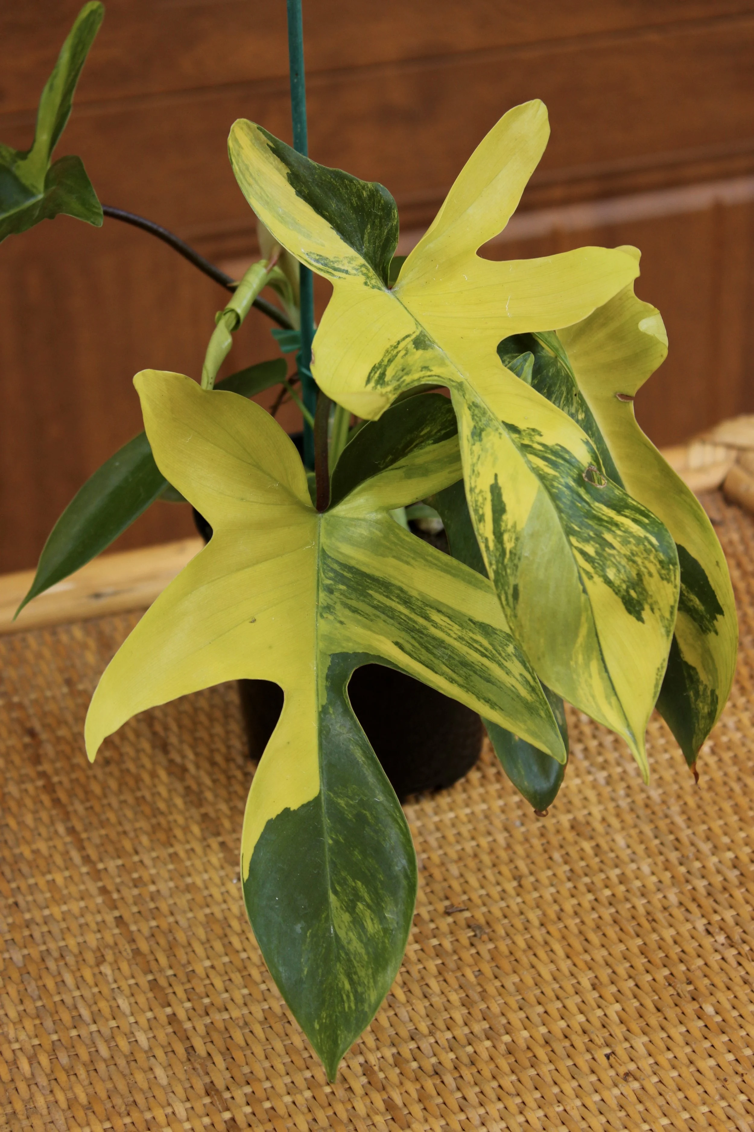 Philodendron Florida Beauty