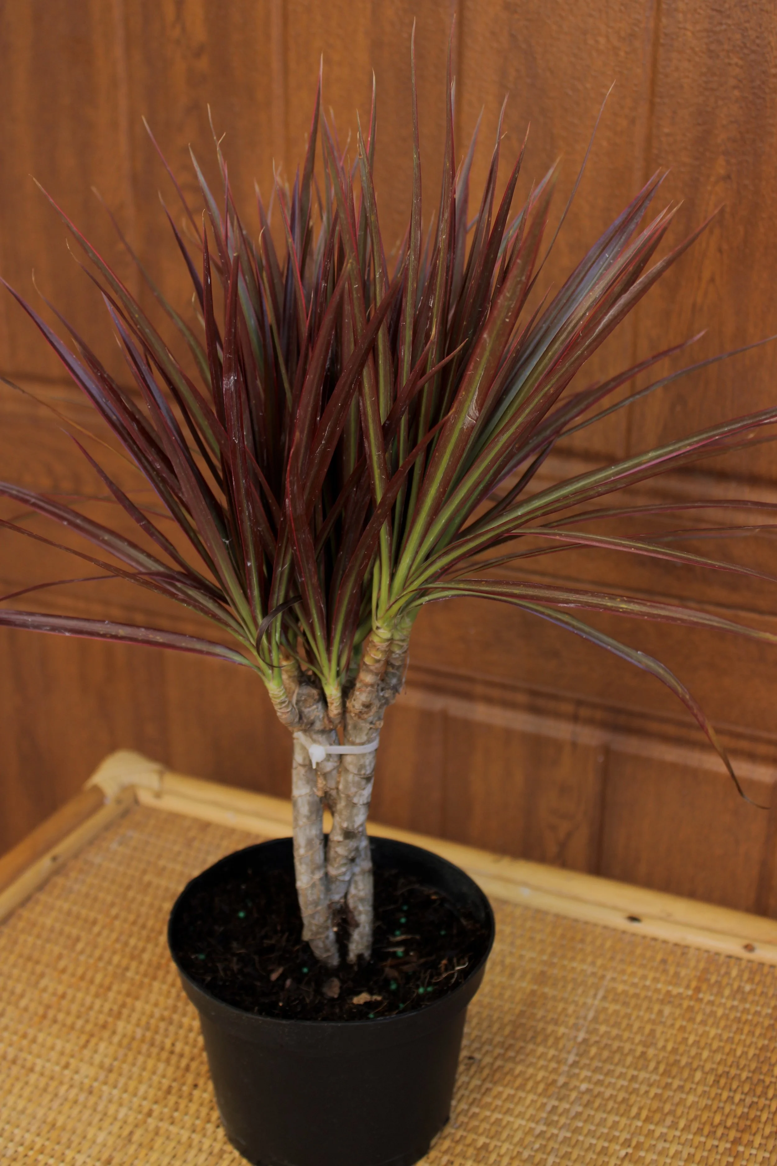 Dracaena Marginata 'Colorama'