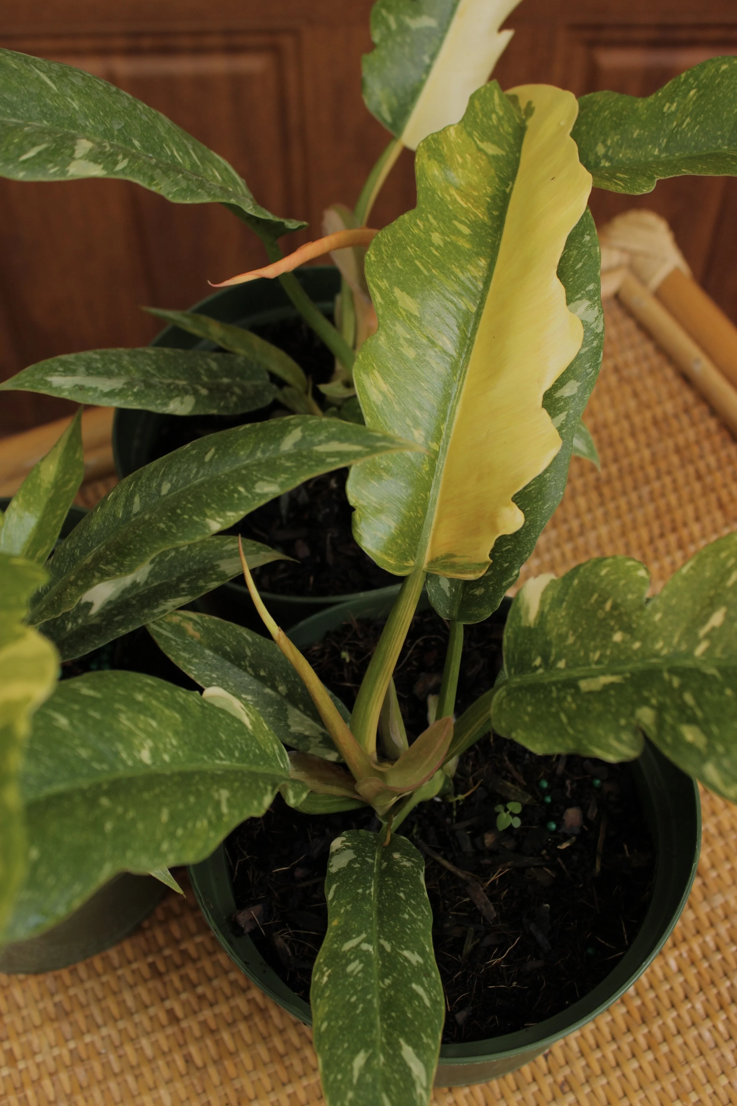 Philodendron Ring Of Fire