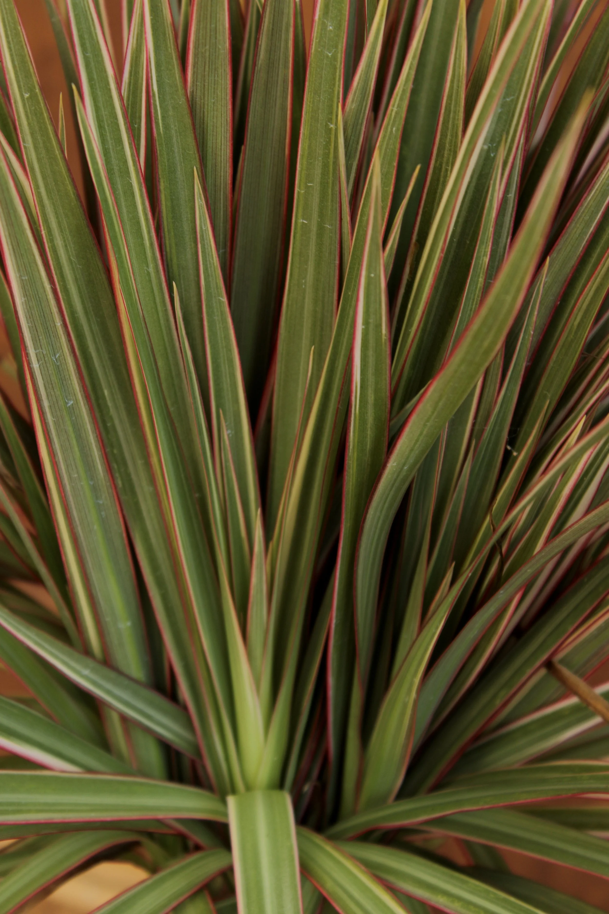 Dracaena Marginata 'Tricolor'