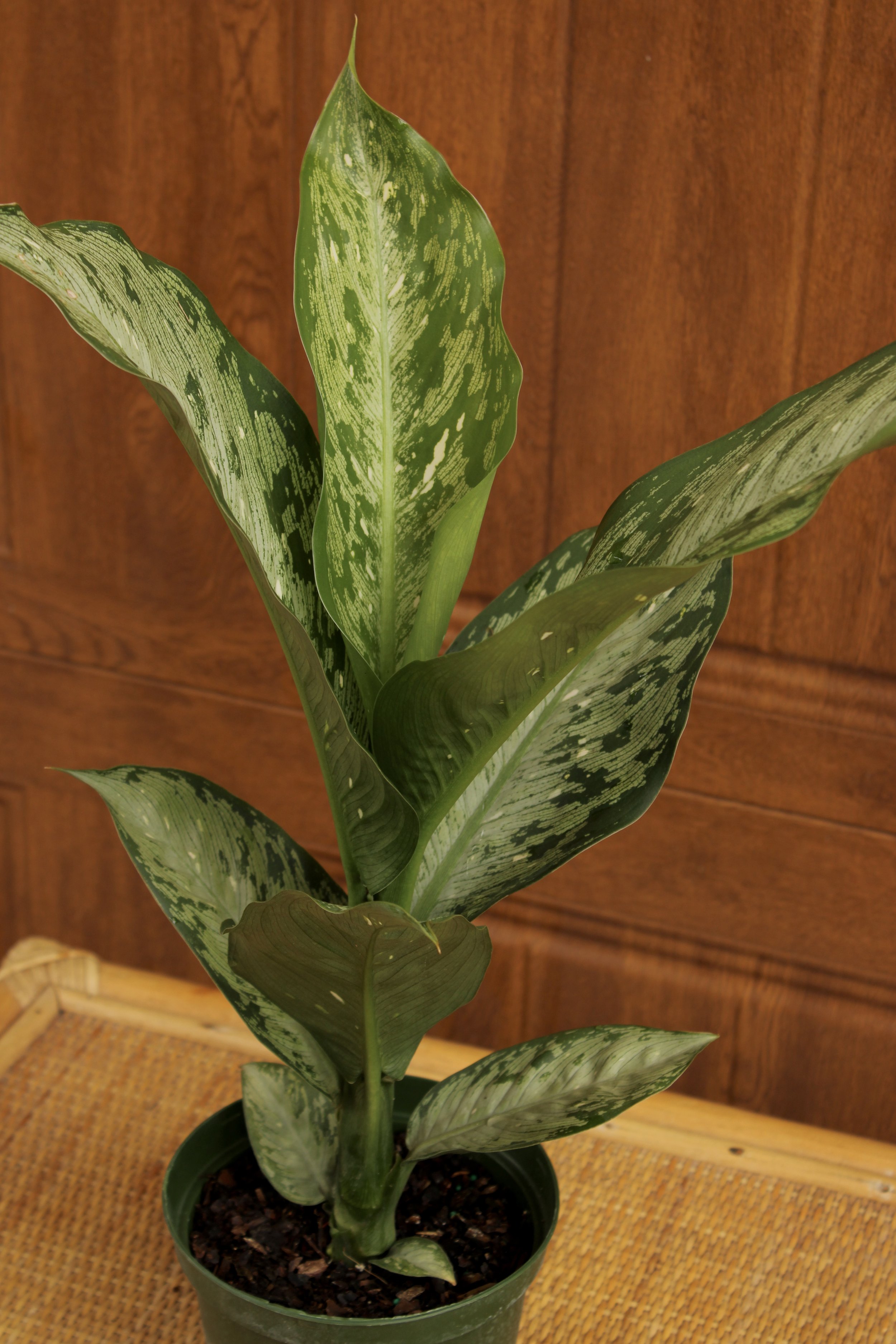 Dieffenbachia Memori Corsi
