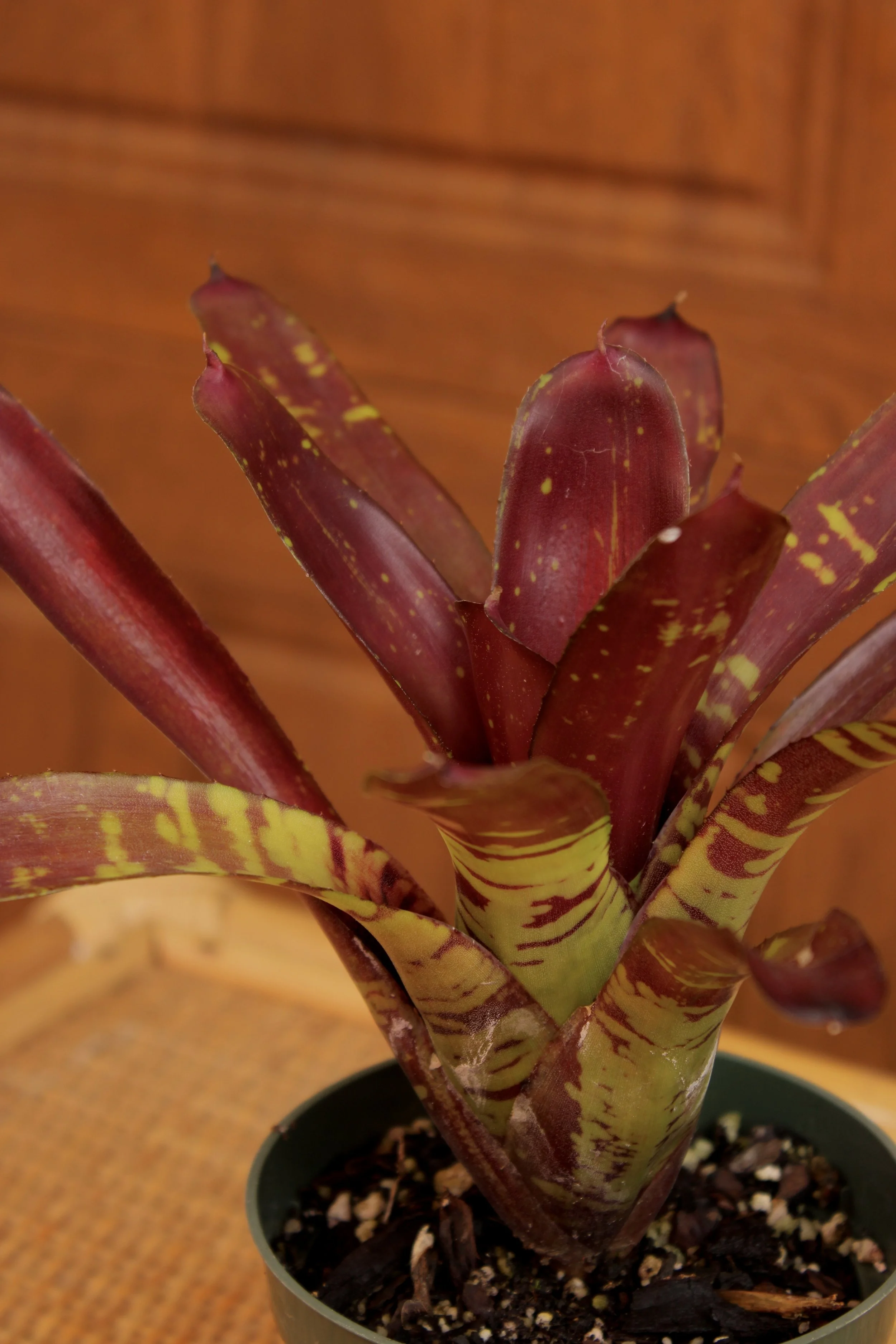 Neoregelia 'Flashpoint'