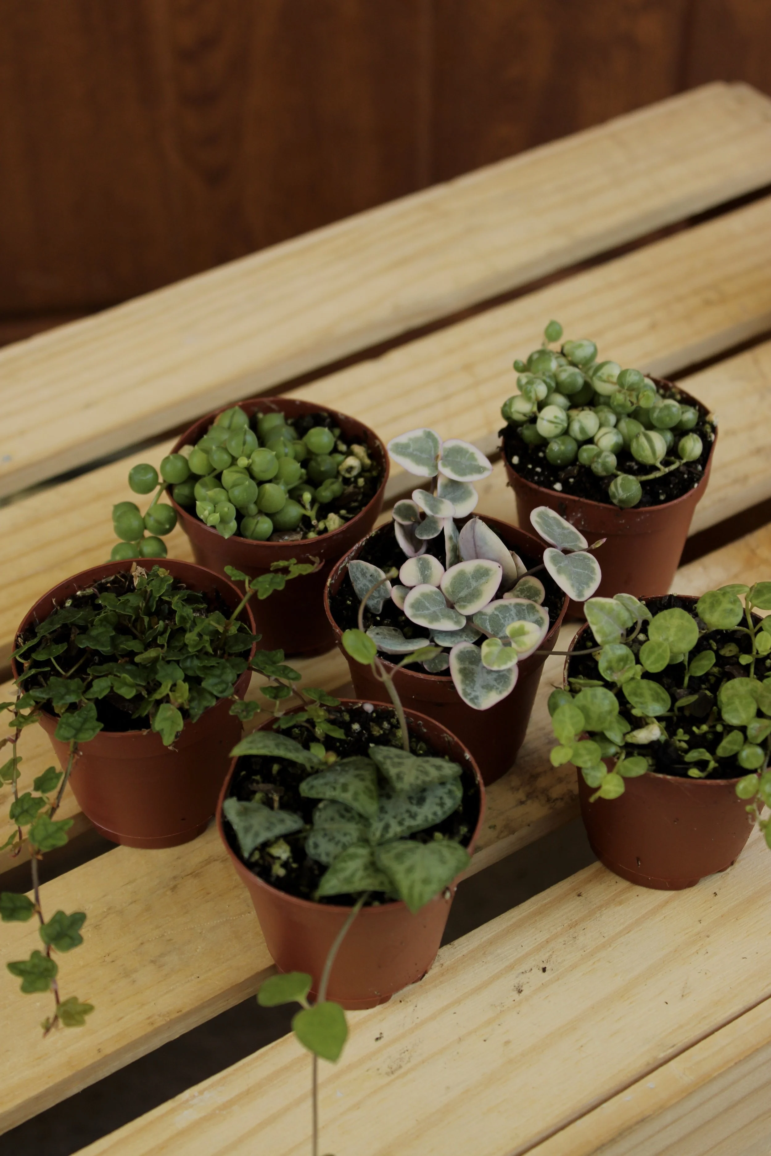 2" String of Things Bundle