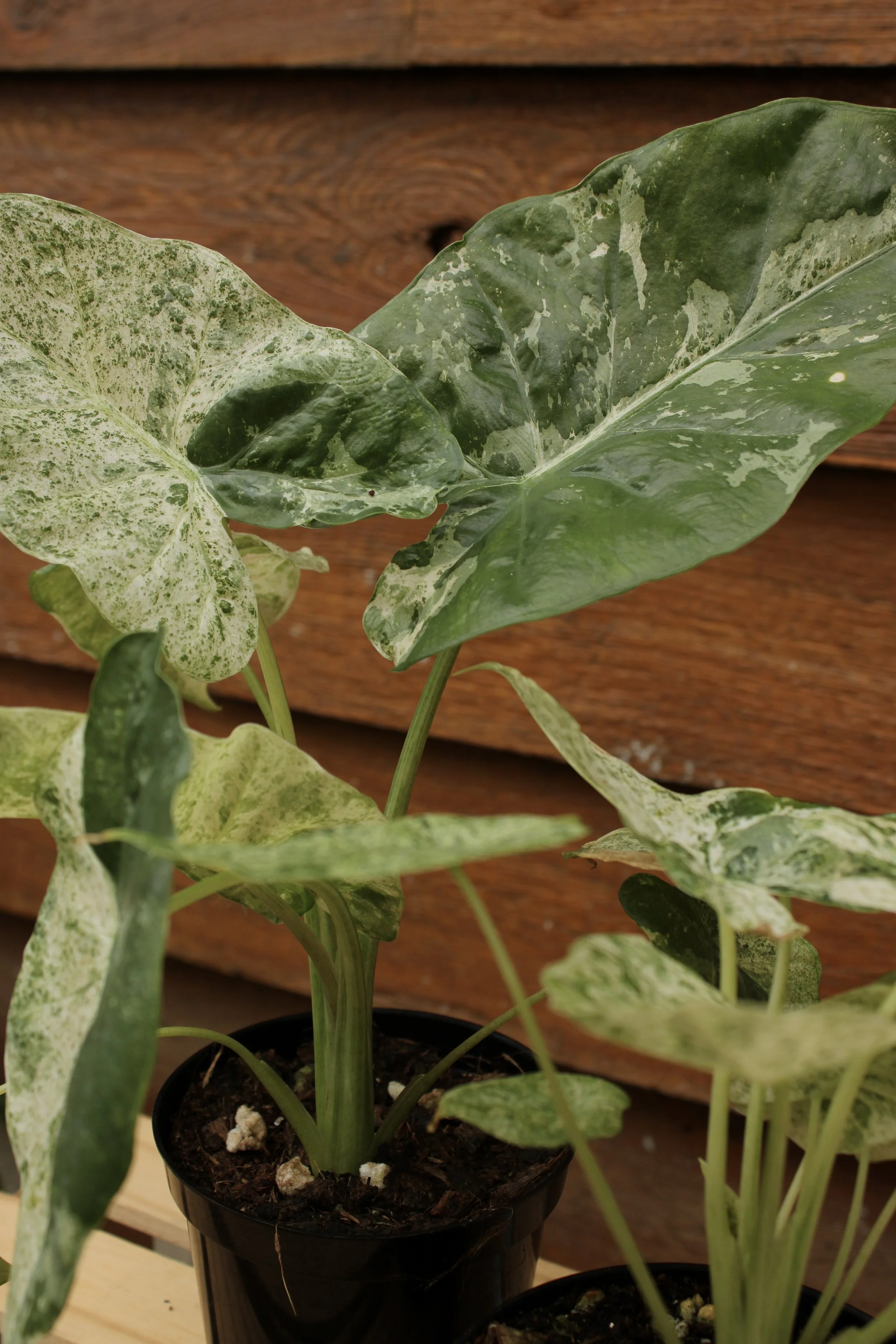 Alocasia Odora Batik