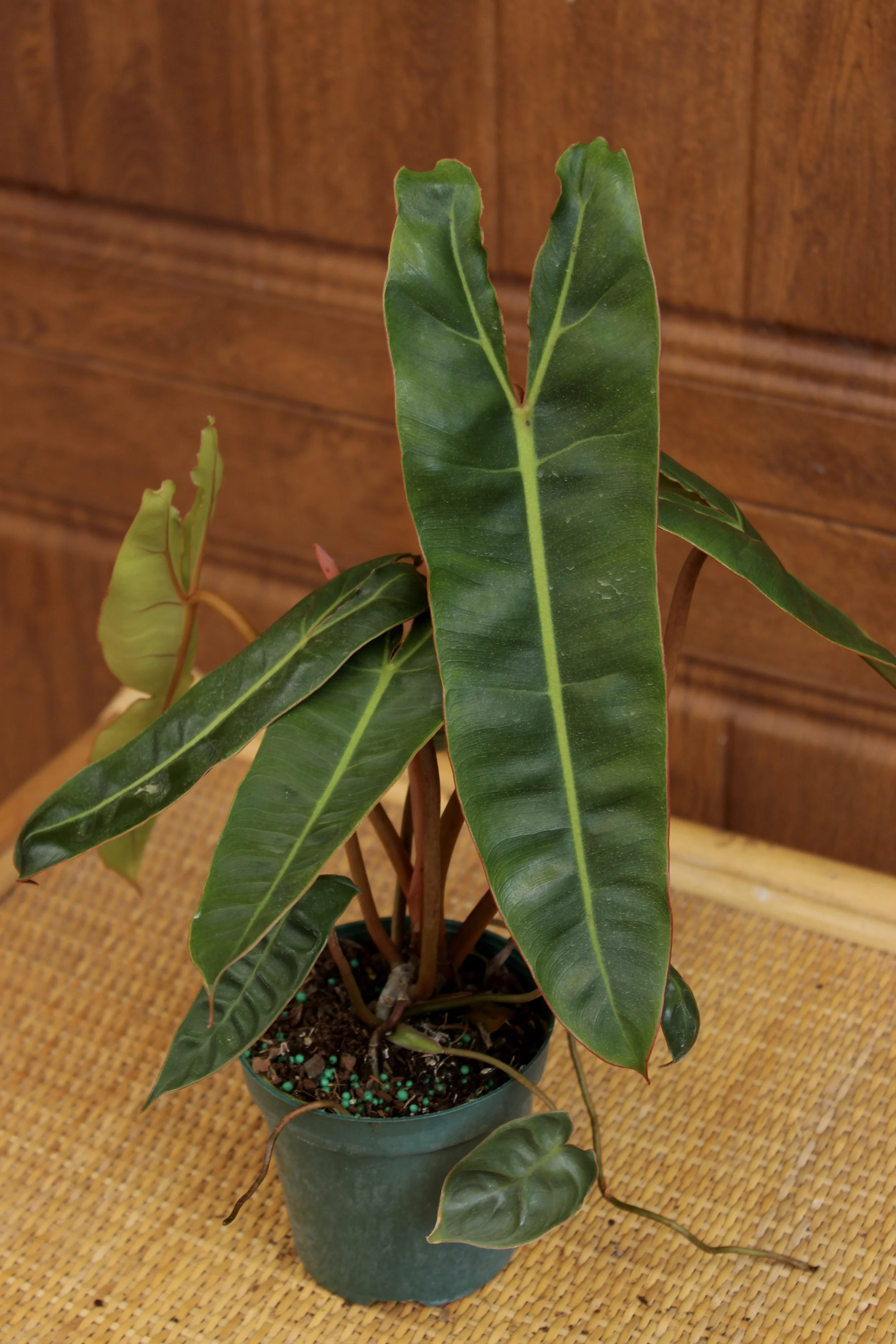 Philodendron Billietiae