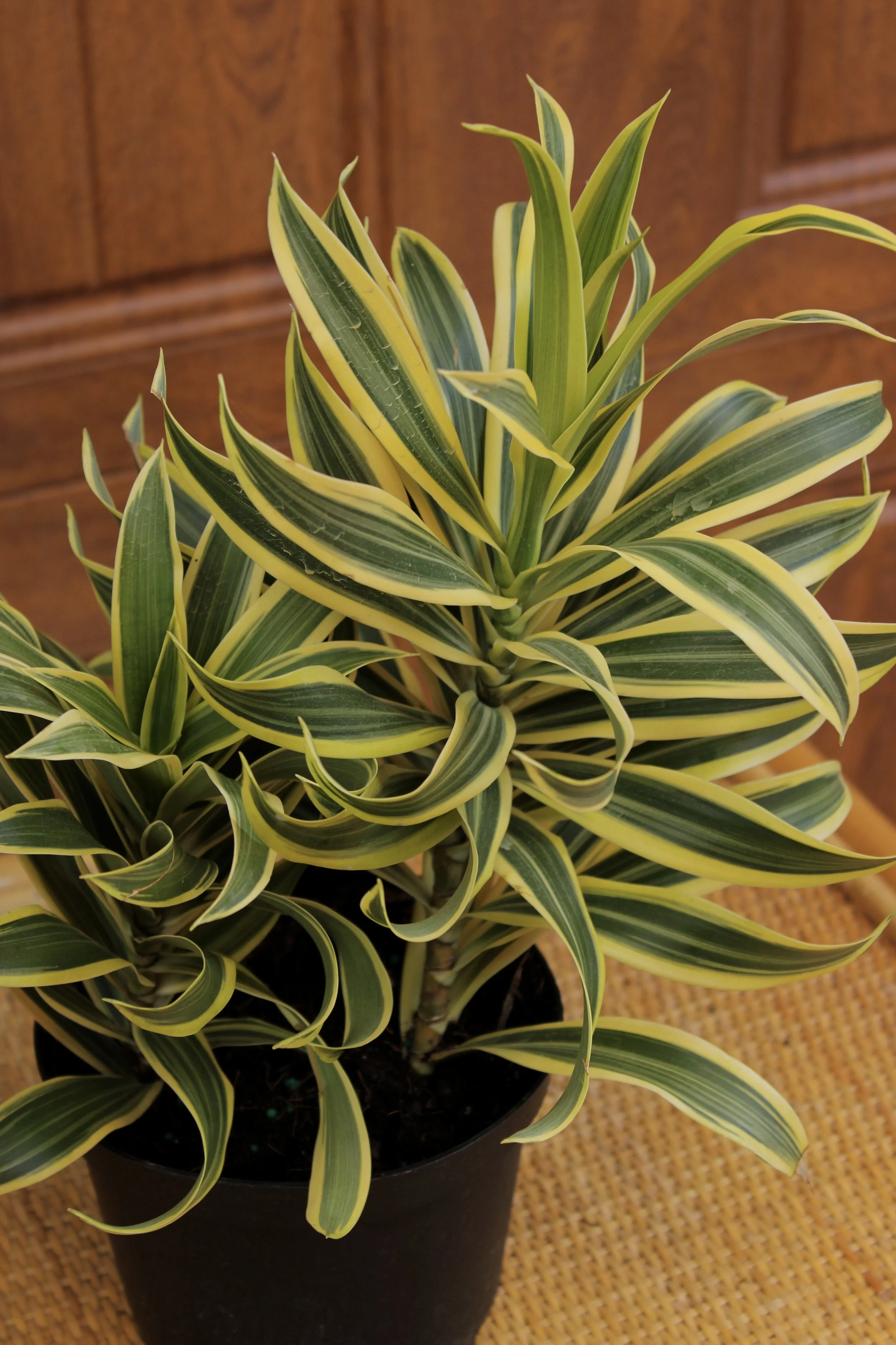 Dracaena Song of India