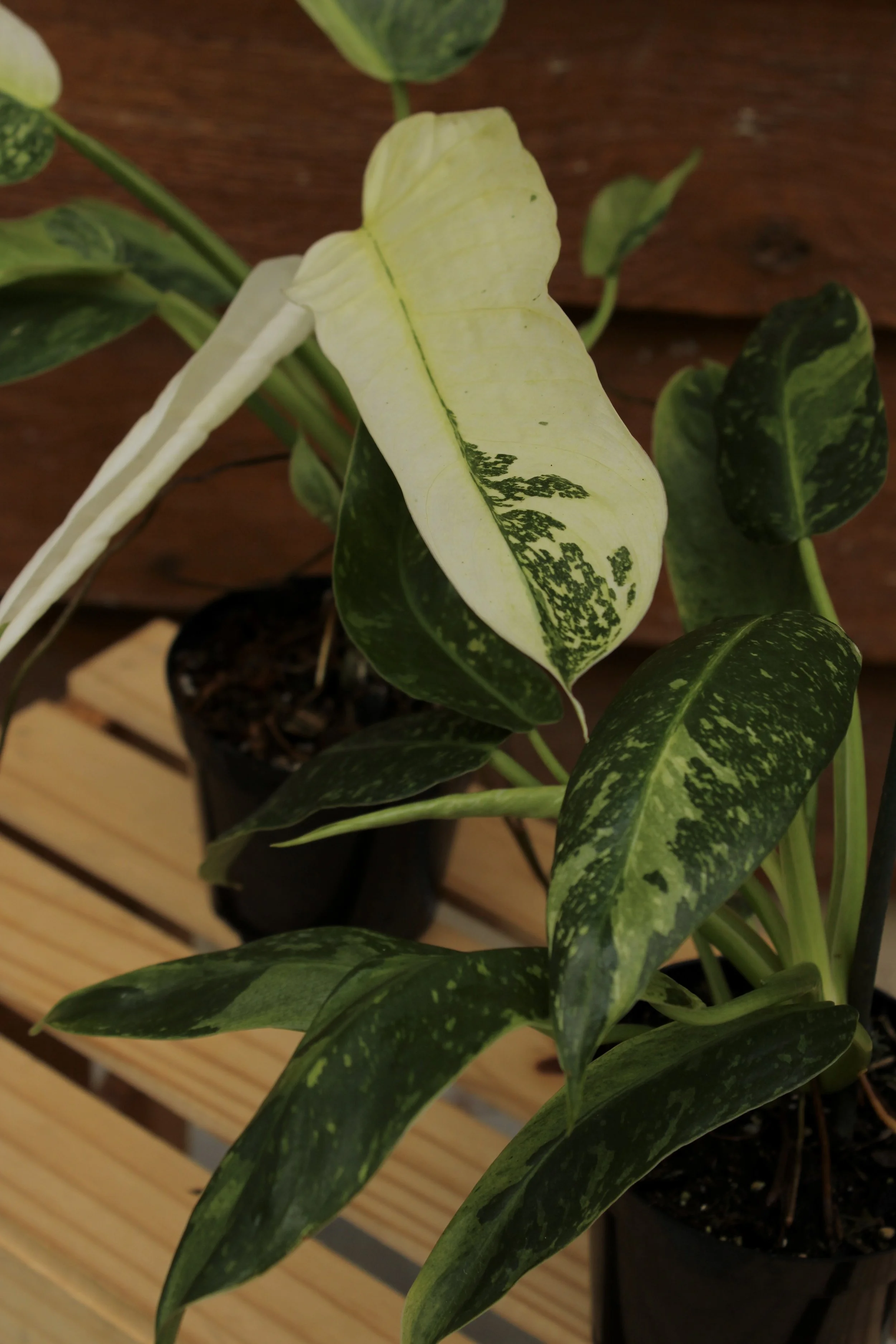 Philodendron Jose Buono