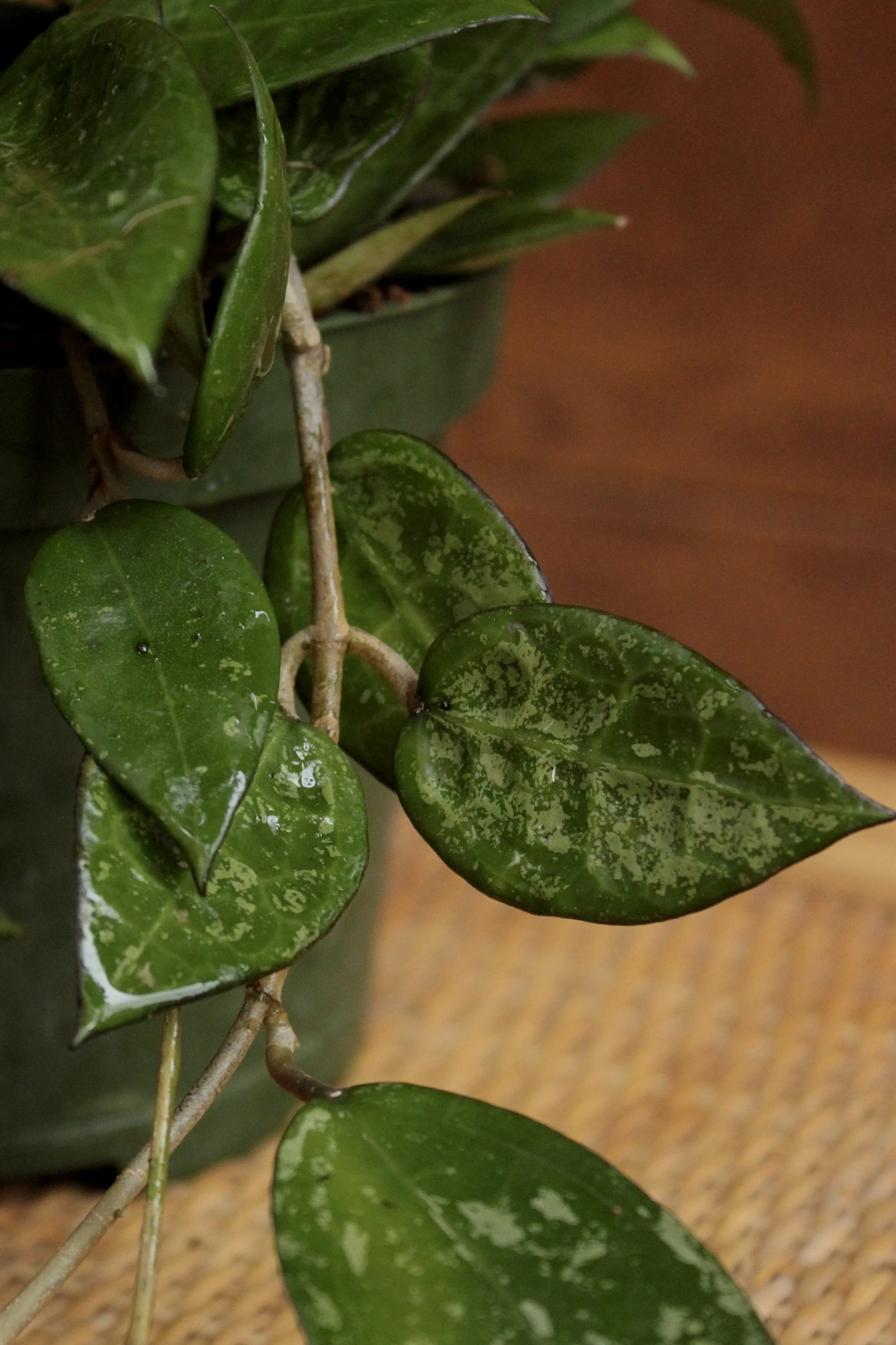 Hoya 'Black Margin Splash'