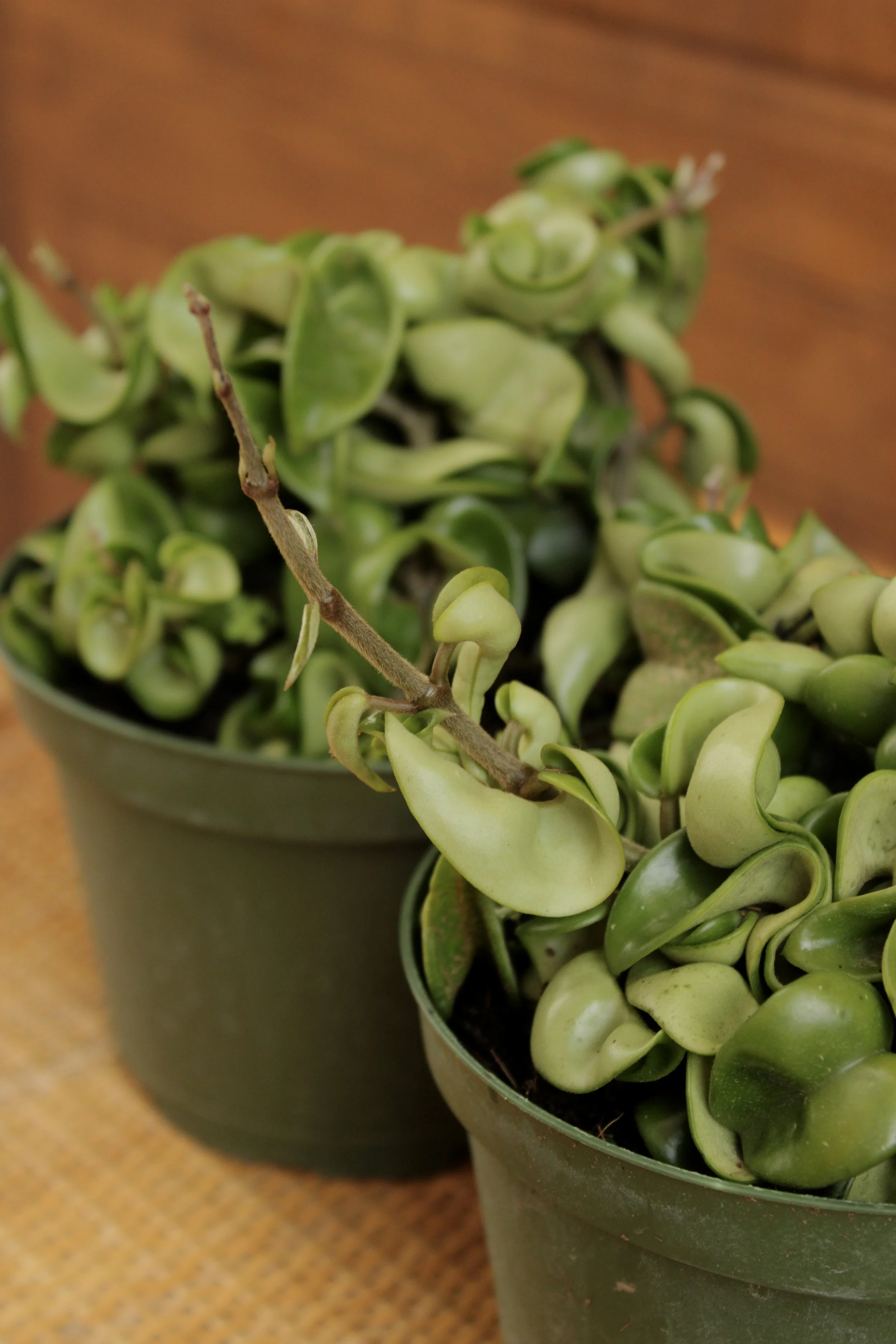 Hoya 'Carnosa Compacta'